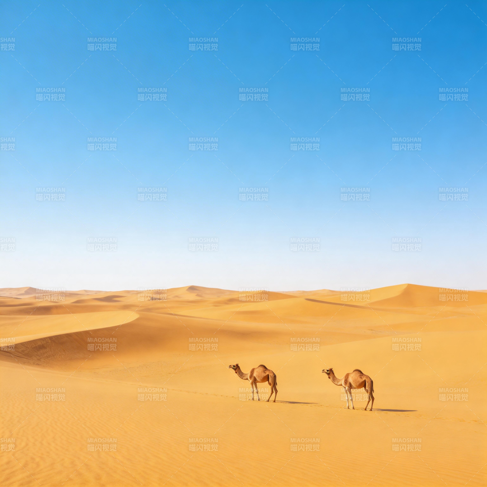 沙漠驼影图片