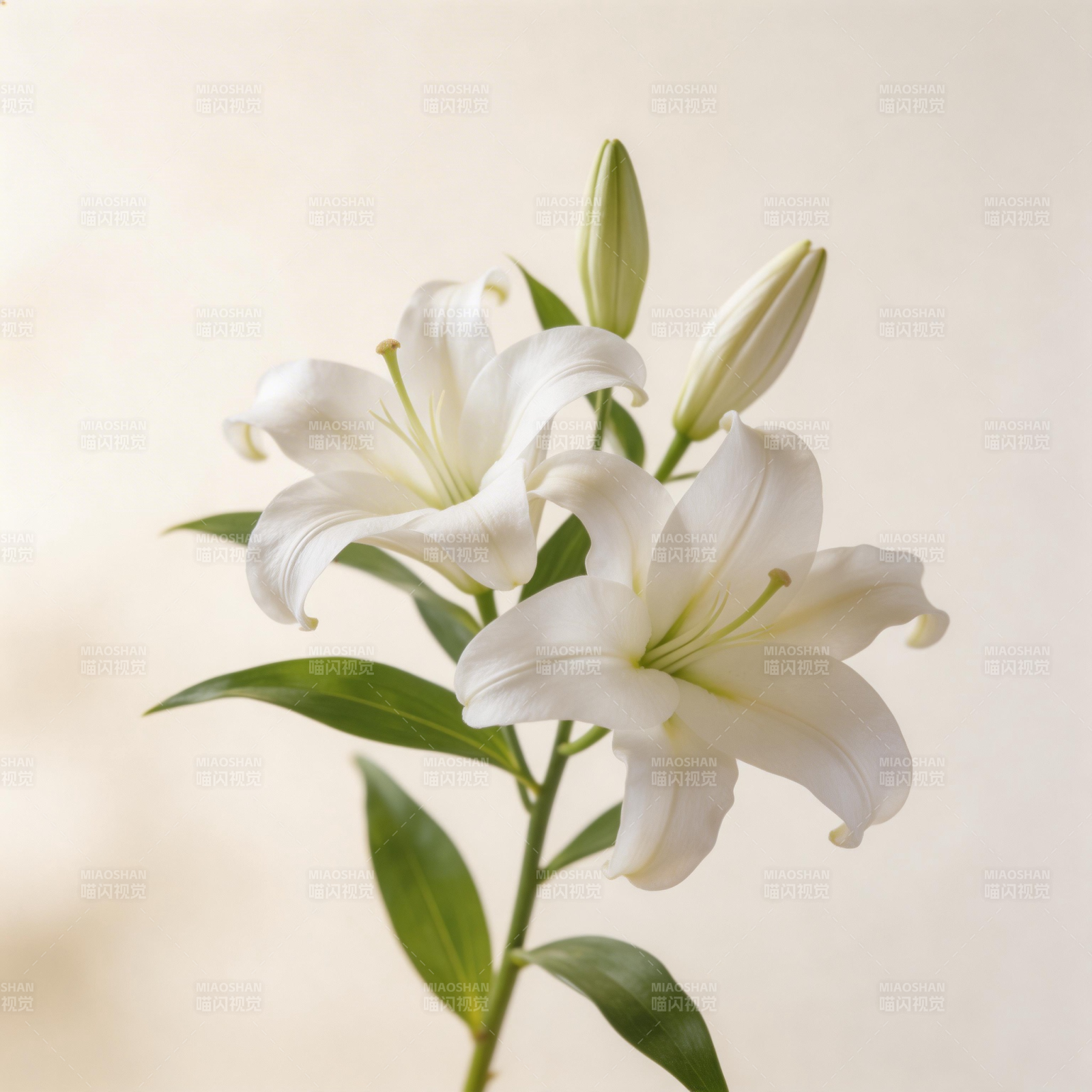 洁白的百合花图片