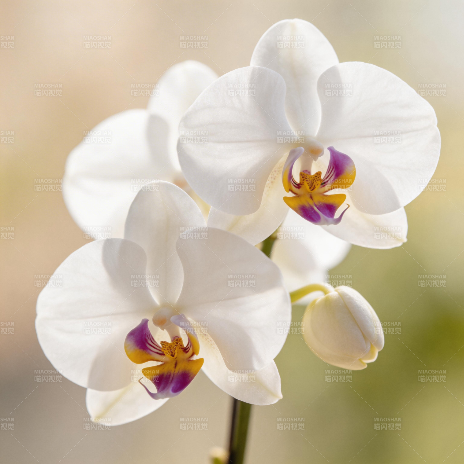 白花蝴蝶兰图片