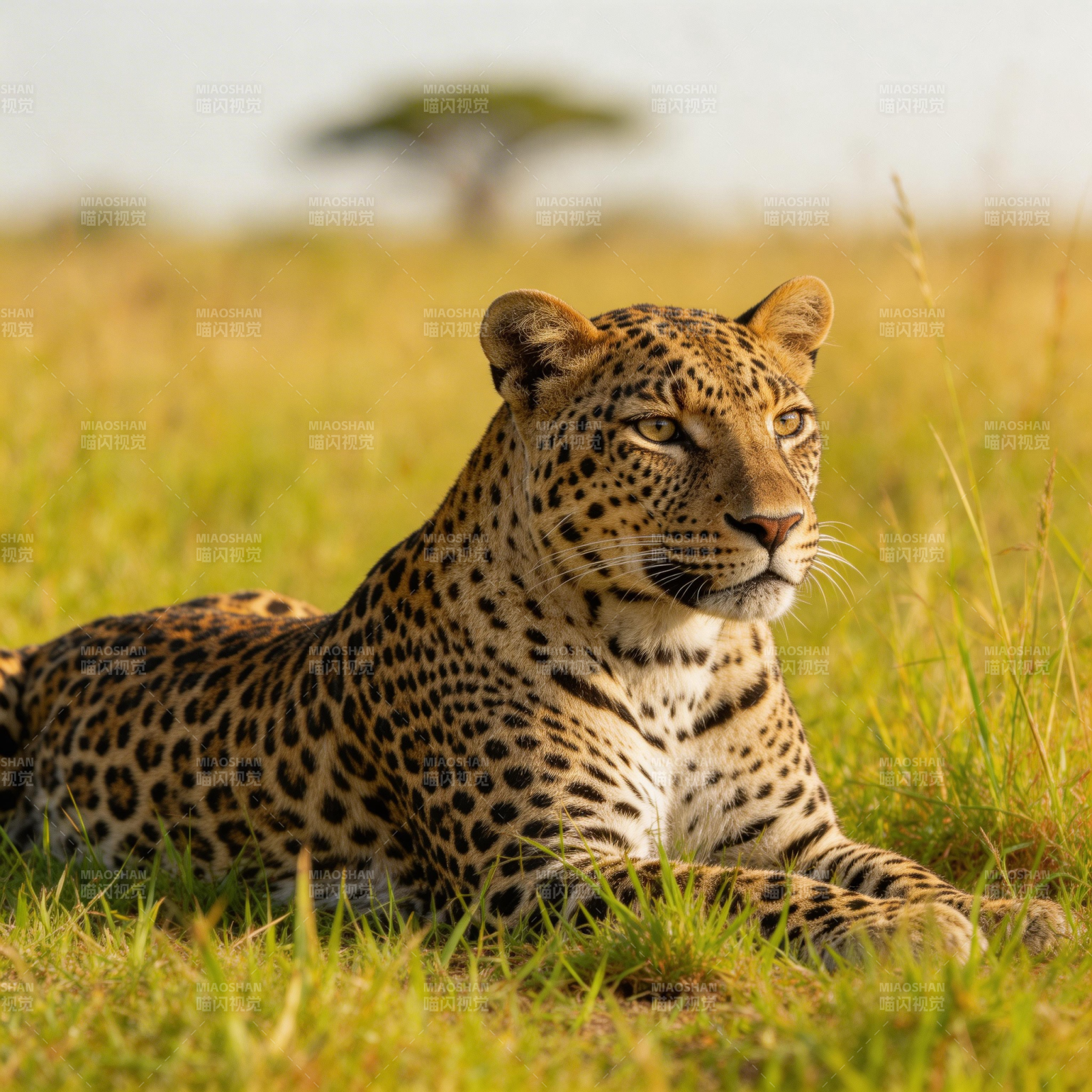 草原上的豹子图片