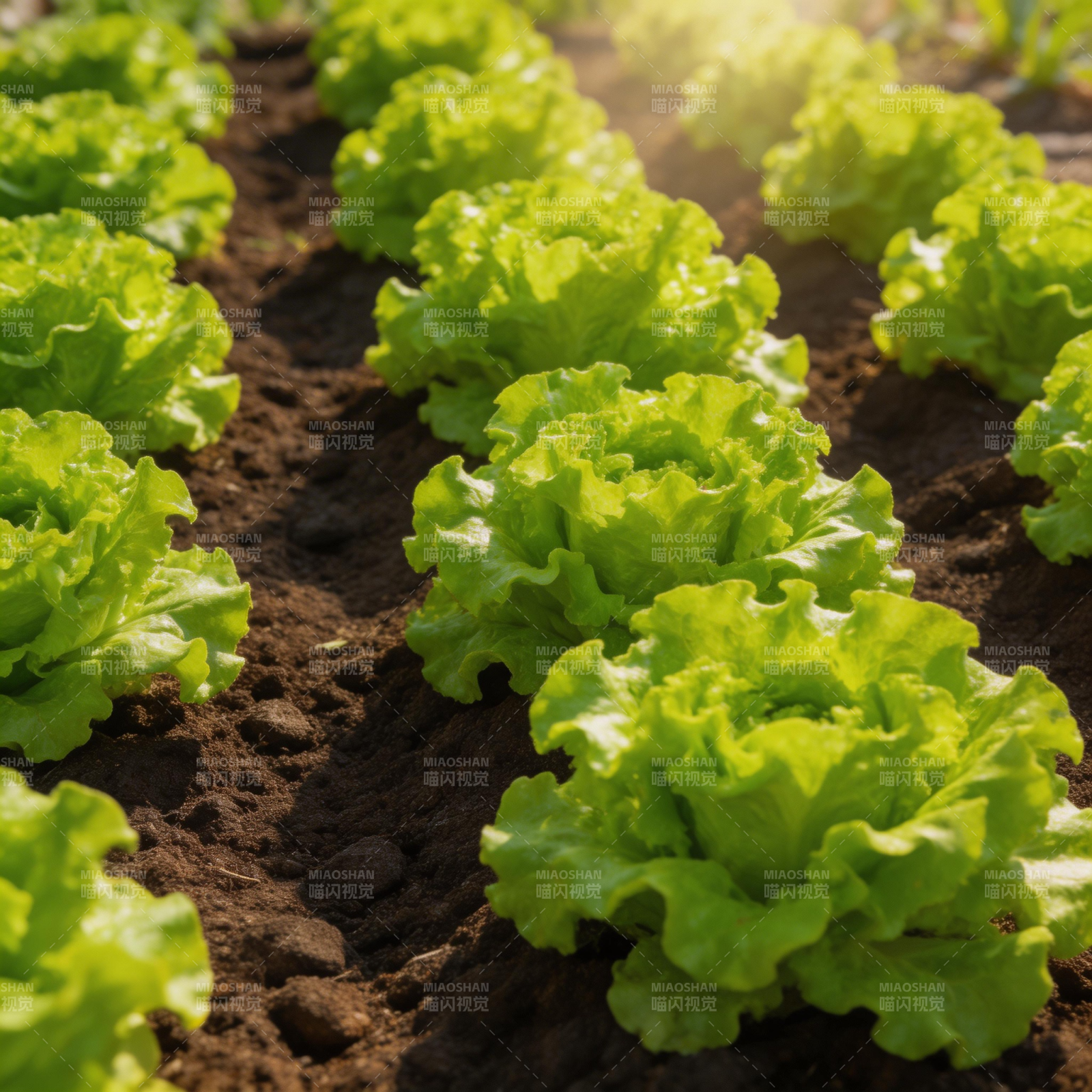 绿叶生菜田间生长图片