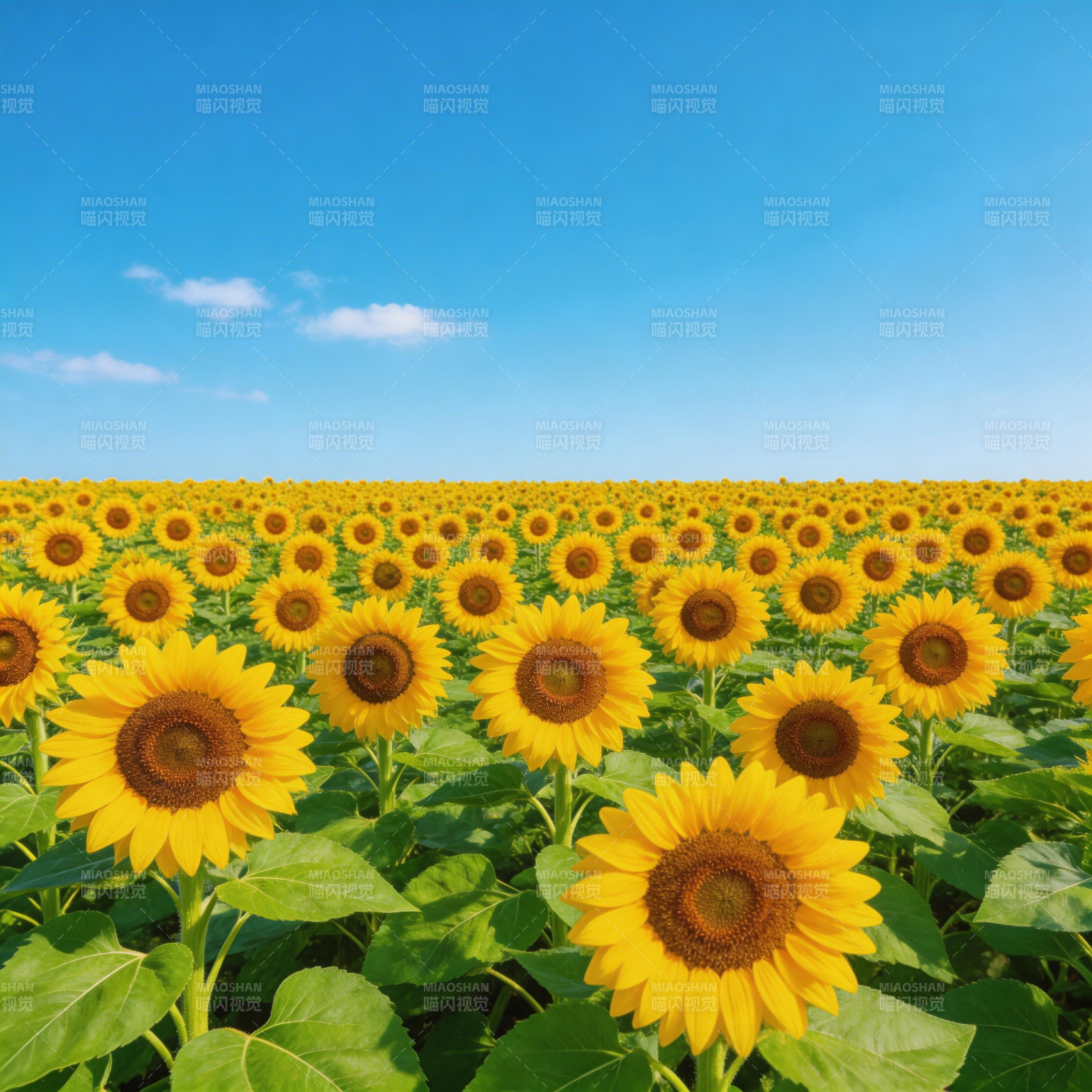 向日葵花海图片