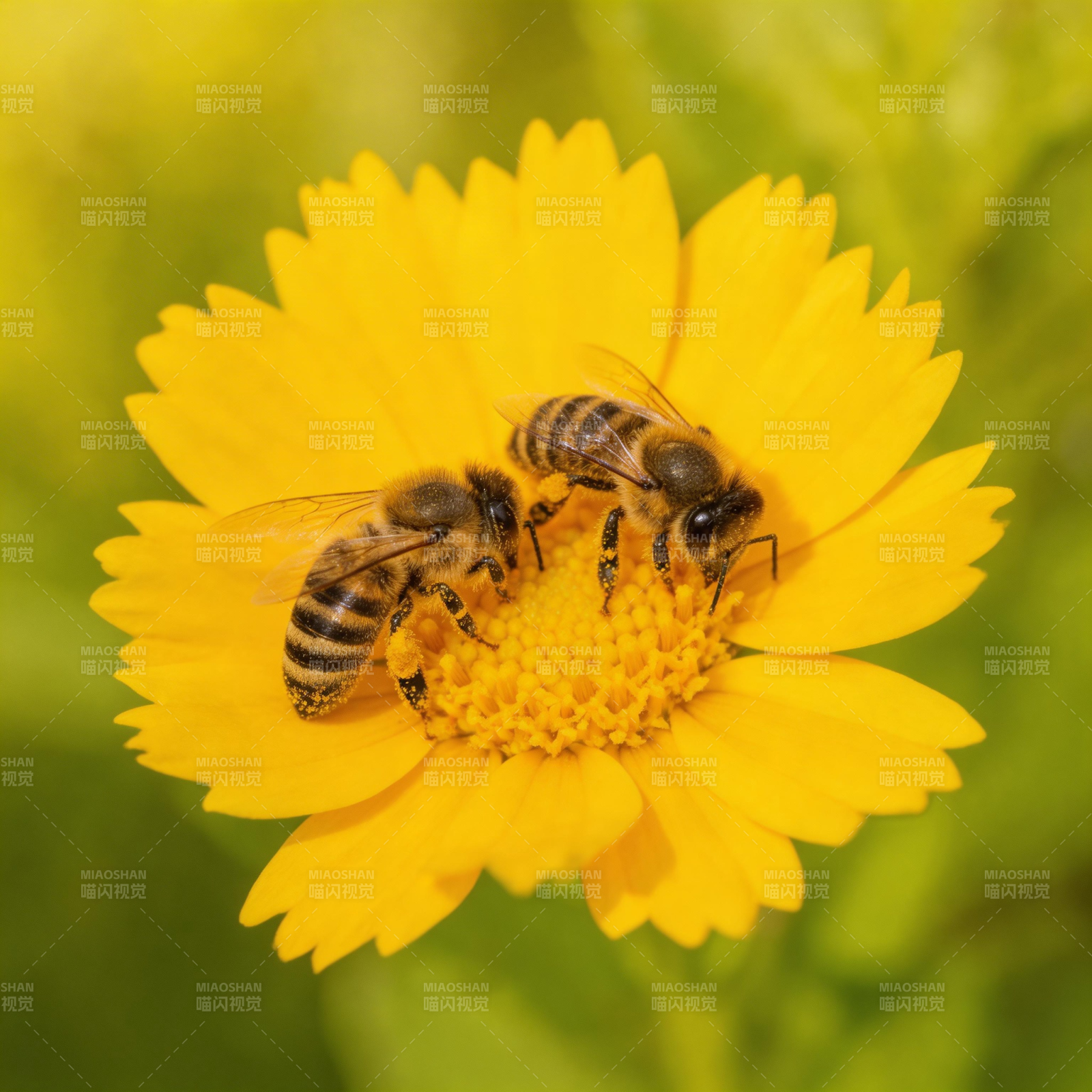 蜜蜂采蜜花间图片
