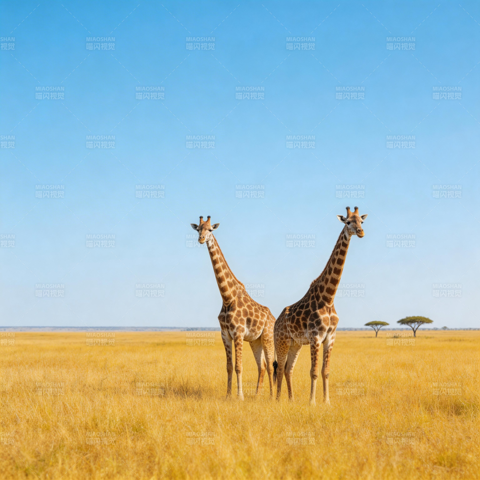草原上的两只长颈鹿图片
