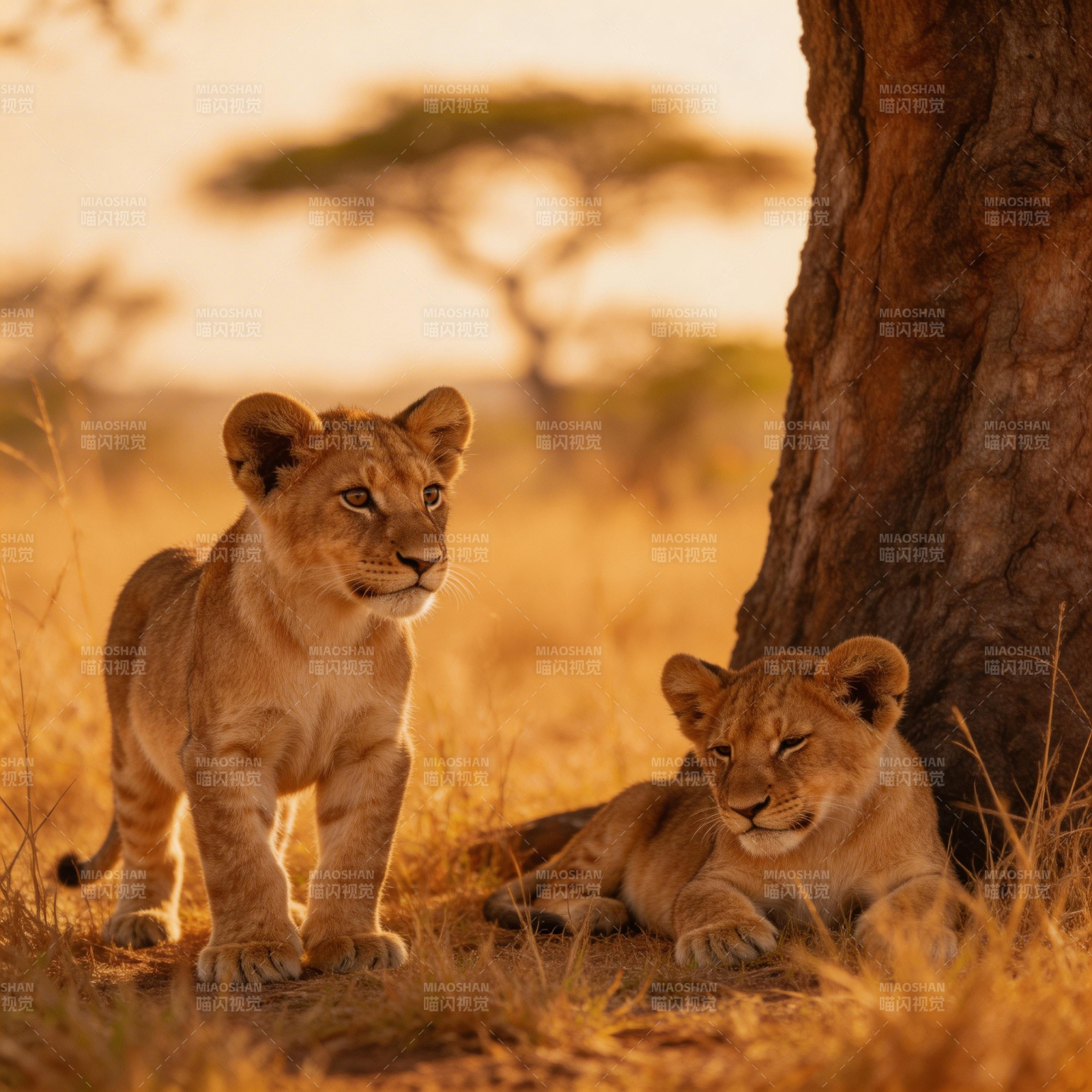 狮幼崽树下休憩图片