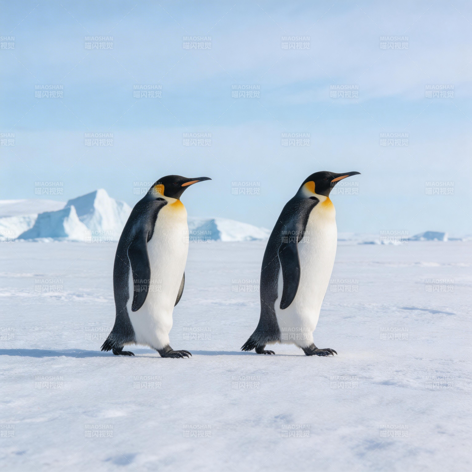 企鹅雪地同行图片