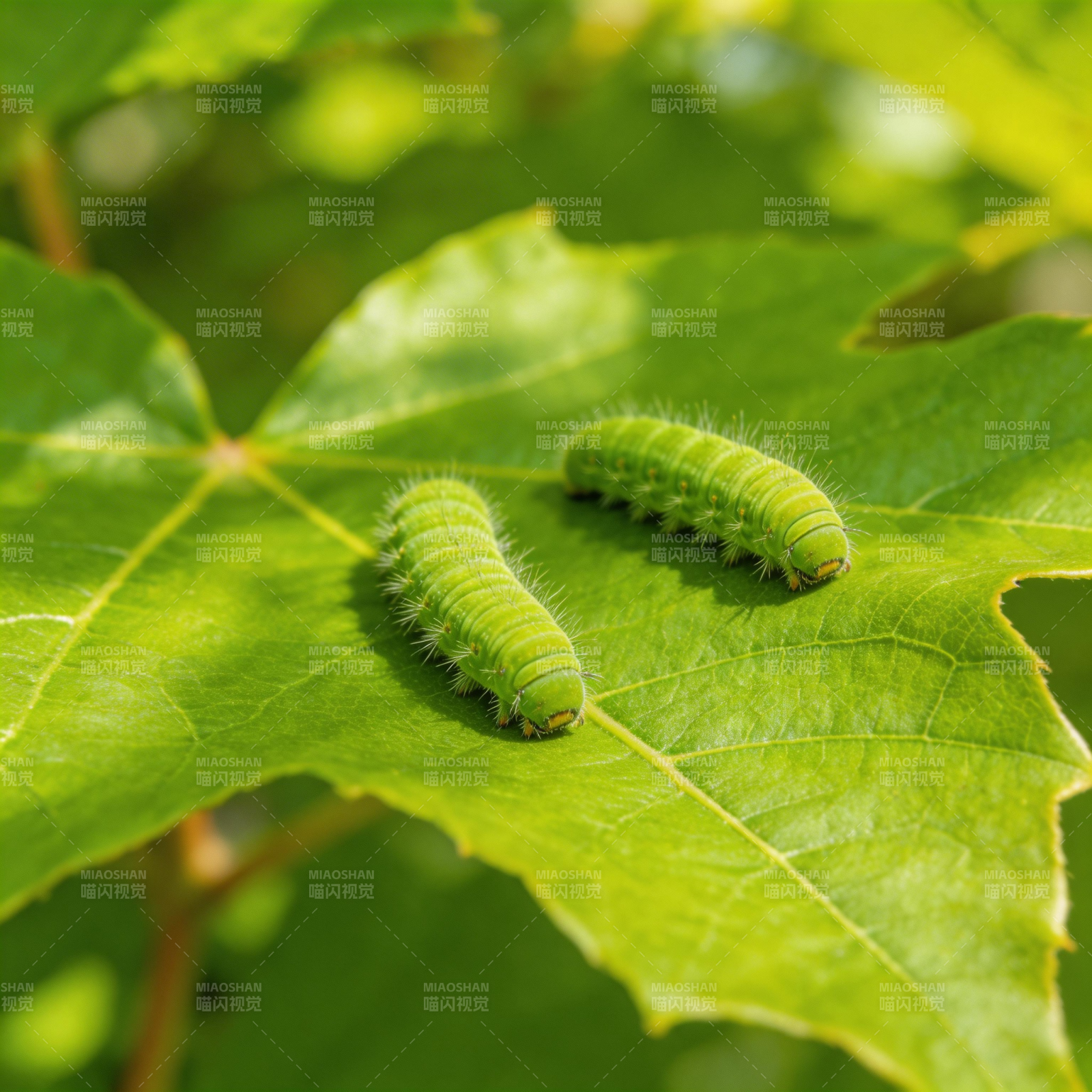 绿叶上的两只毛毛虫图片