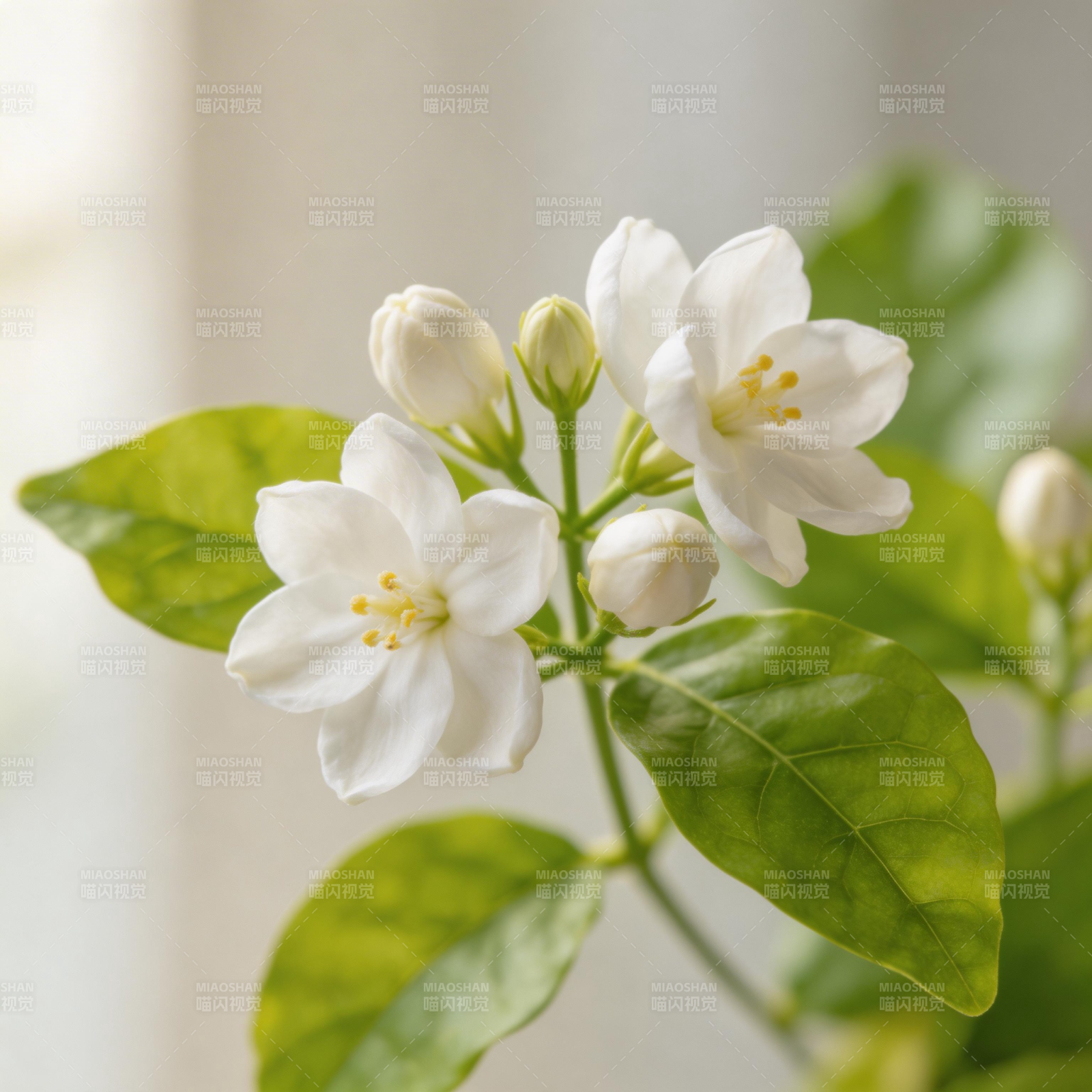 洁白茉莉花绽放图片