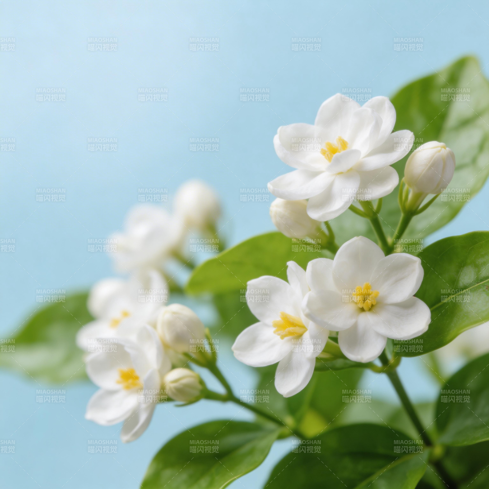 洁白茉莉花绽放图片