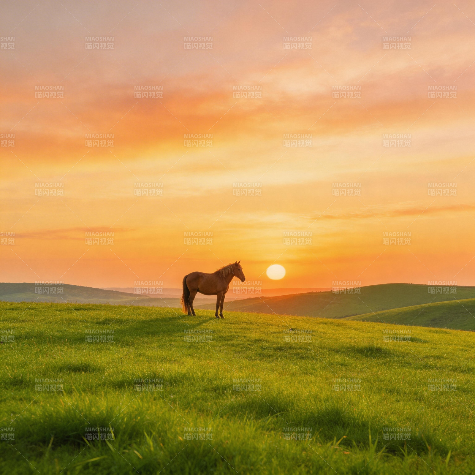 夕阳下的草原骏马图片