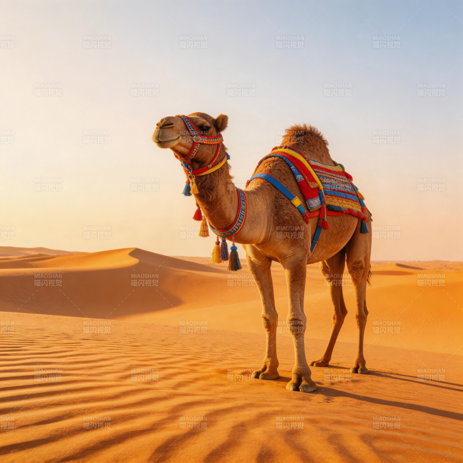 沙漠驼影图片
