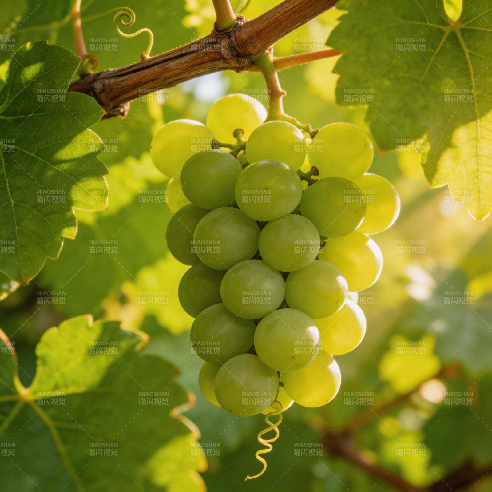 青葡萄挂枝头图片