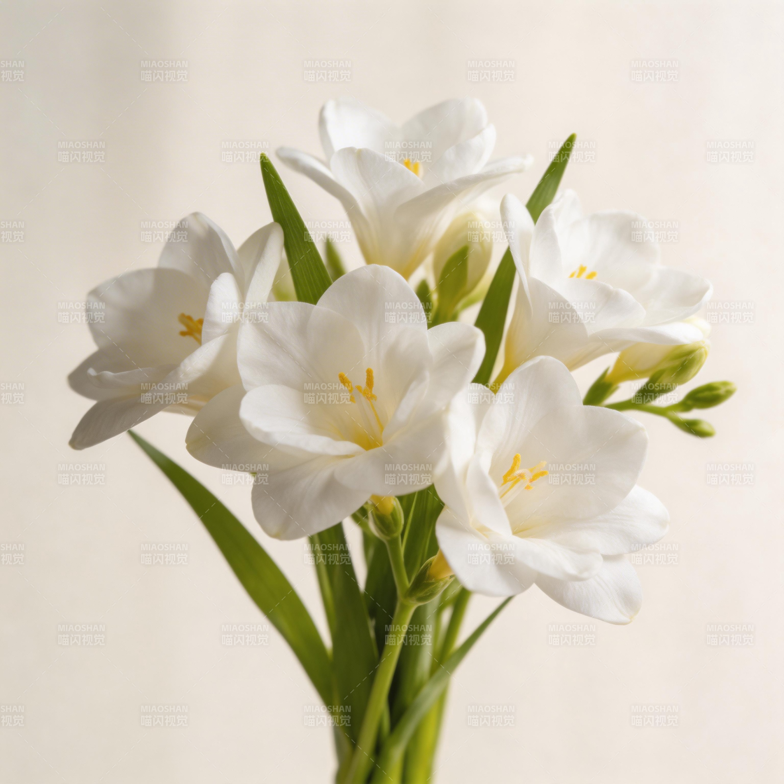 洁白芬芳的花朵图片