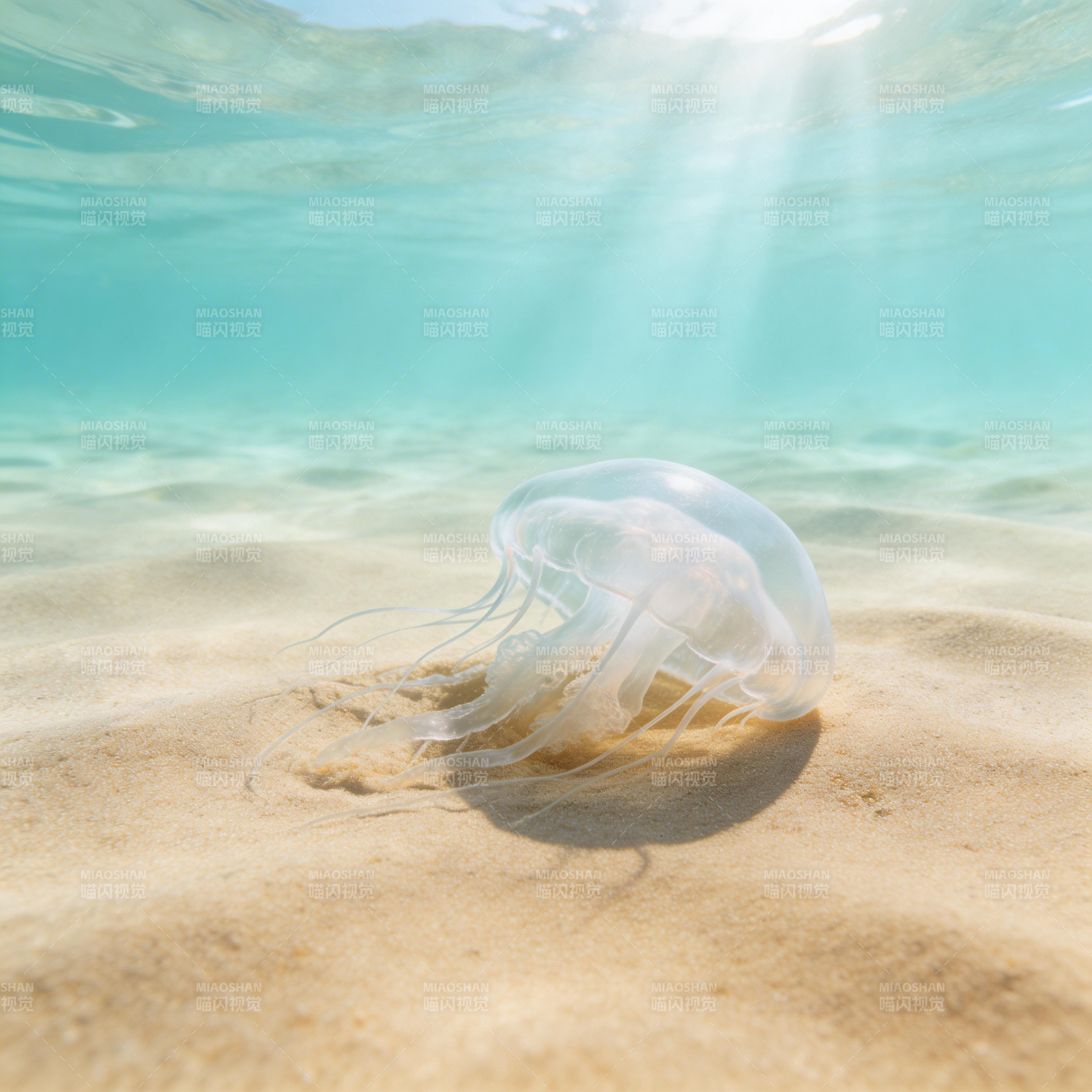 海底水母静卧沙上图片