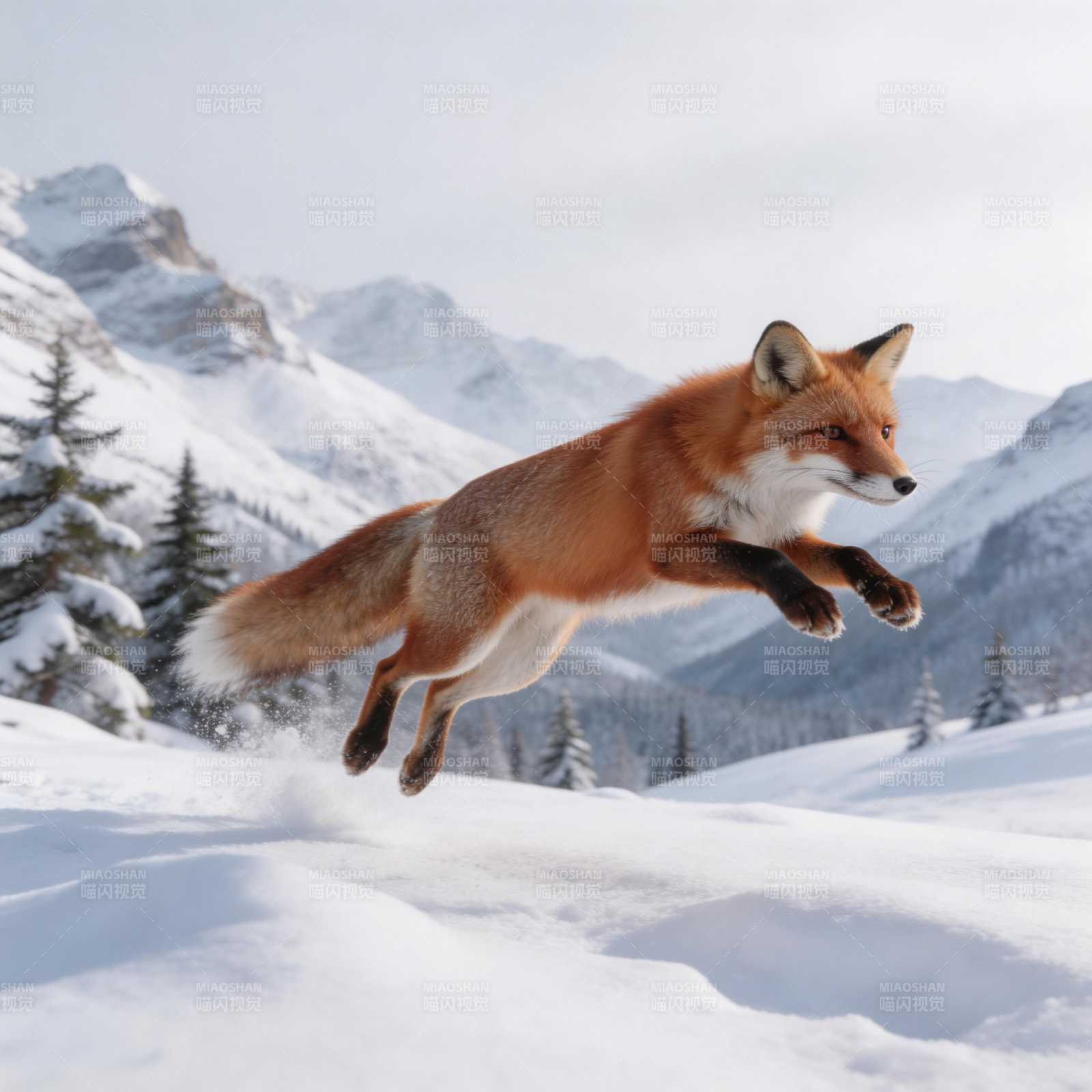 雪原跃狐图片