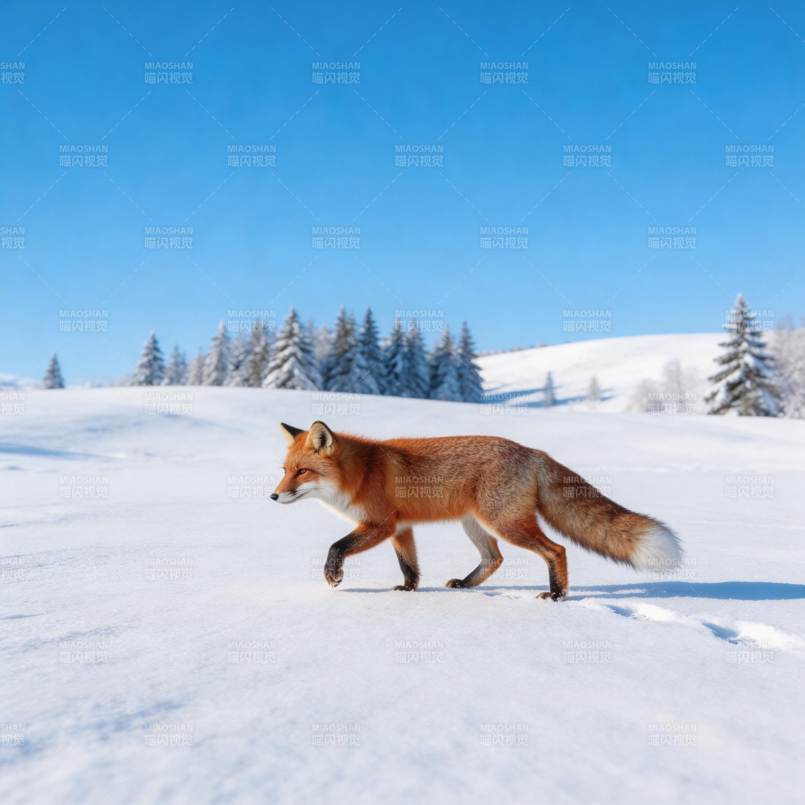 雪原上的红狐图片