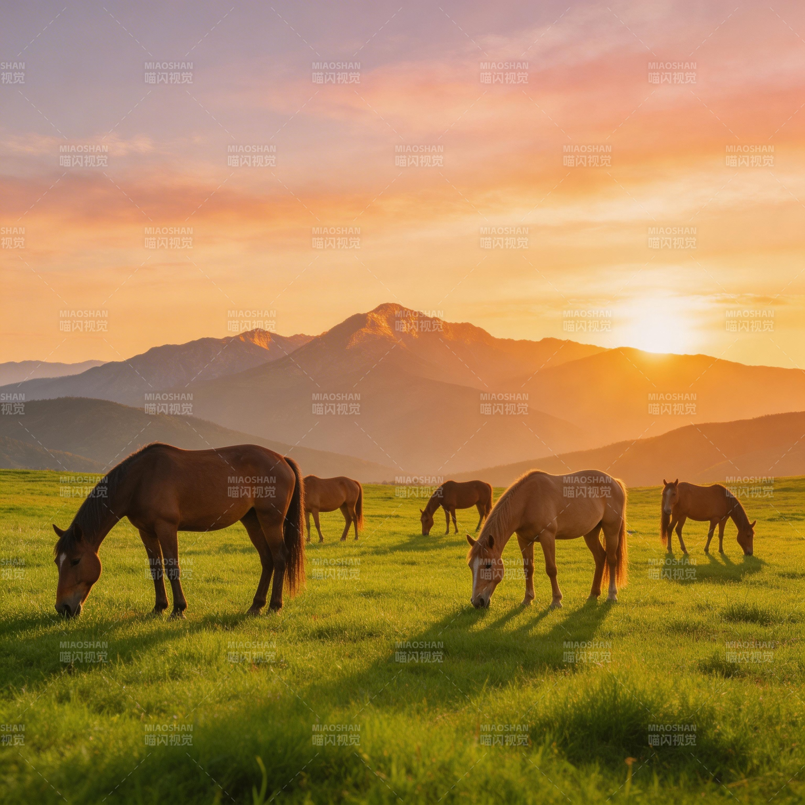 夕阳下的草原马群图片