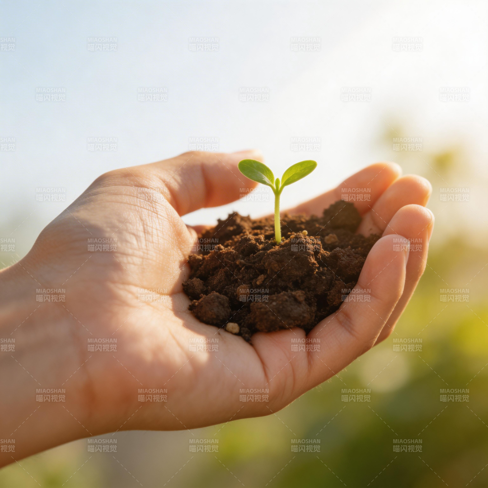 手捧新生绿芽图片