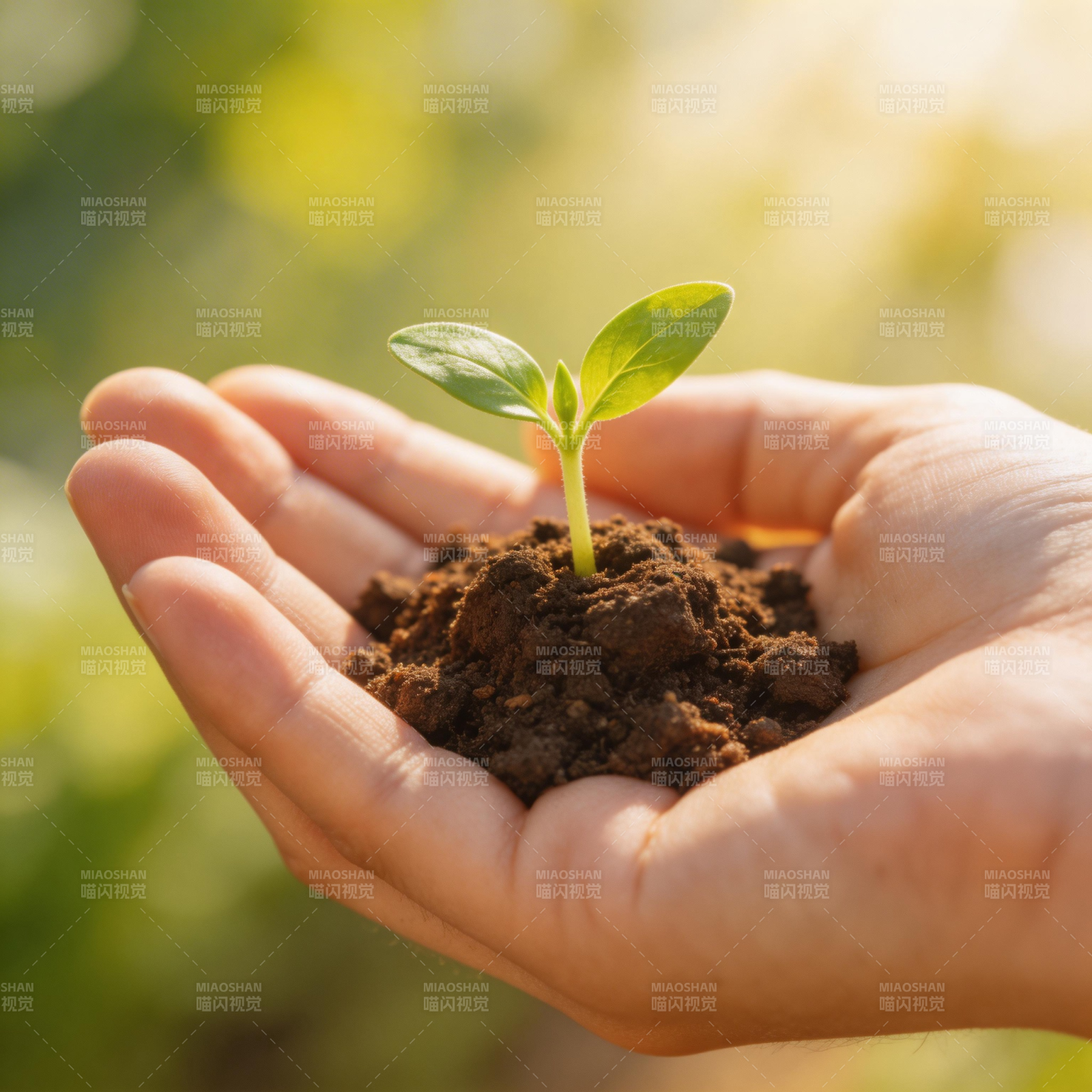 手捧新绿 希望萌芽图片