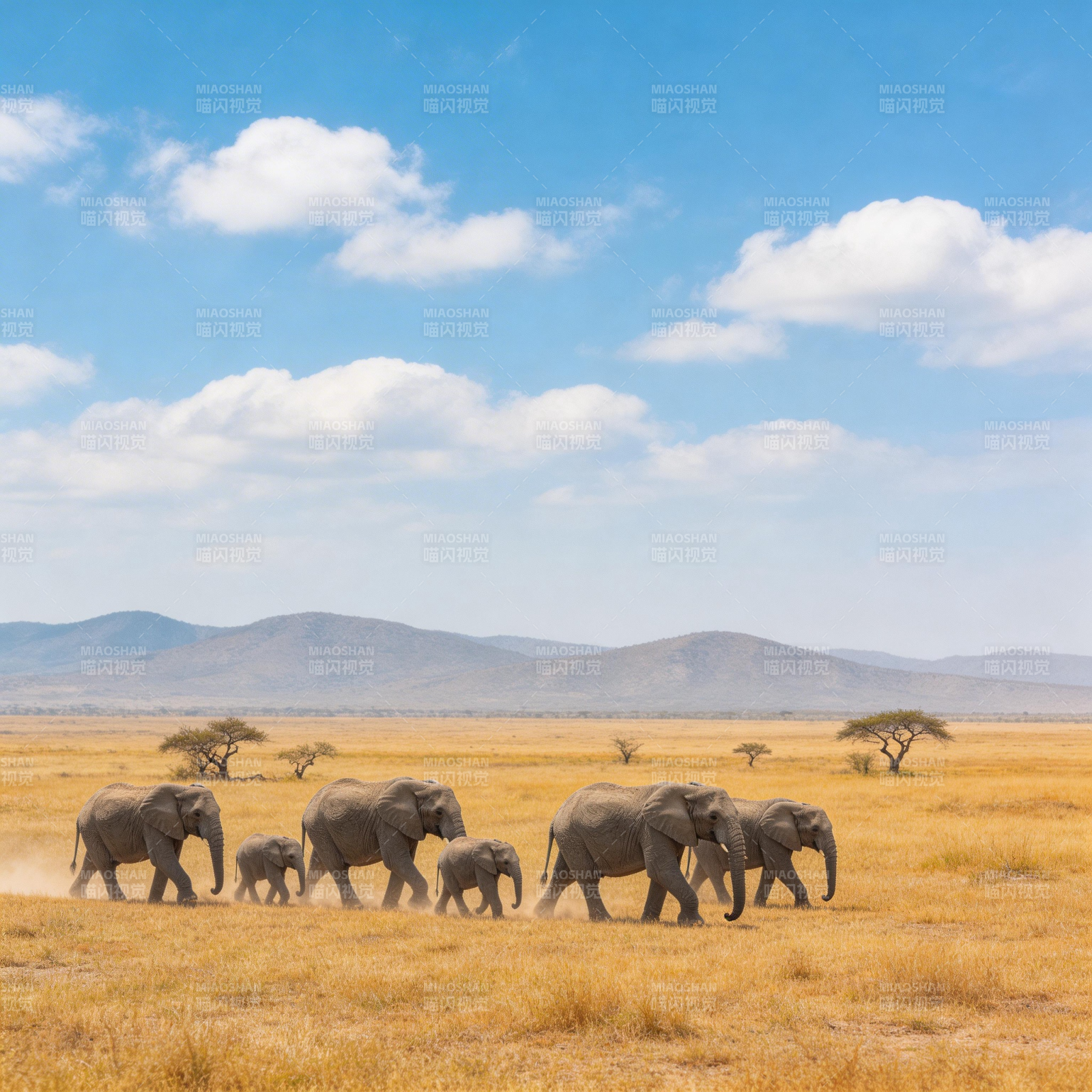 象群草原行图片
