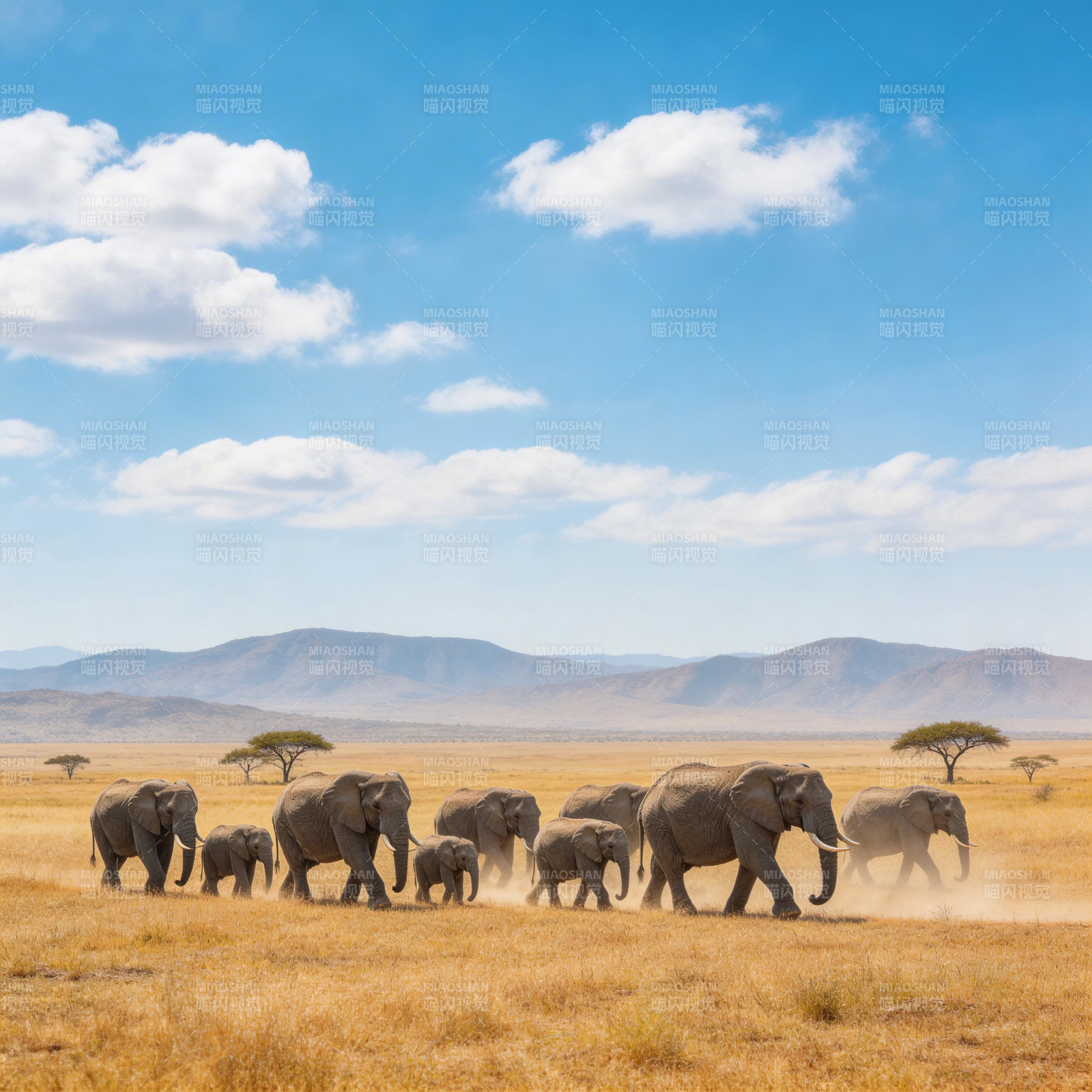 象群行进草原图片