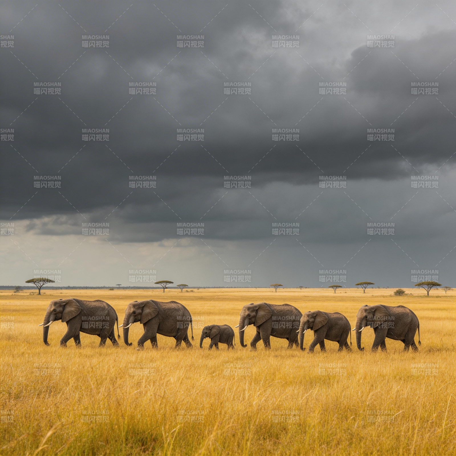 草原象群行图片