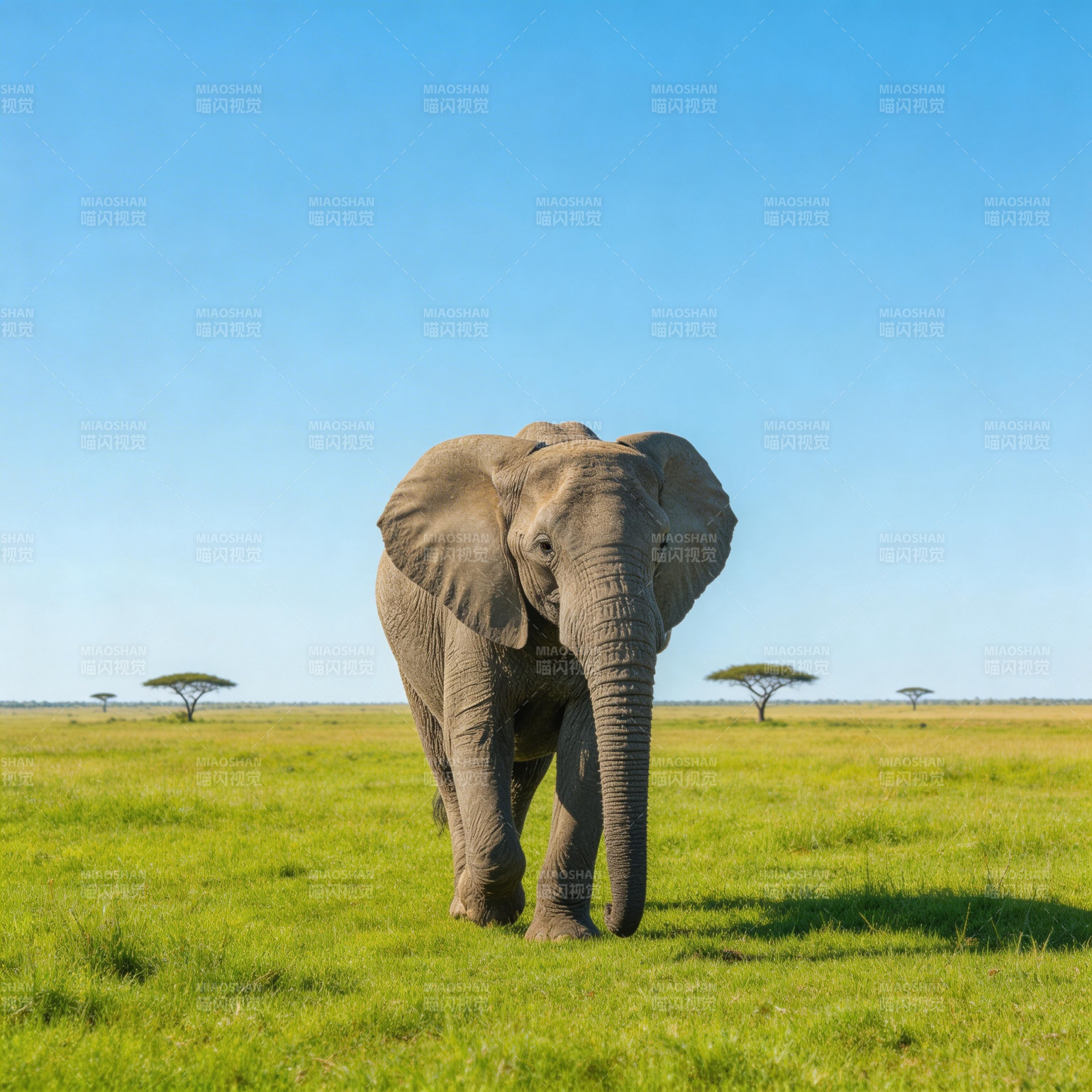 草原上的大象图片