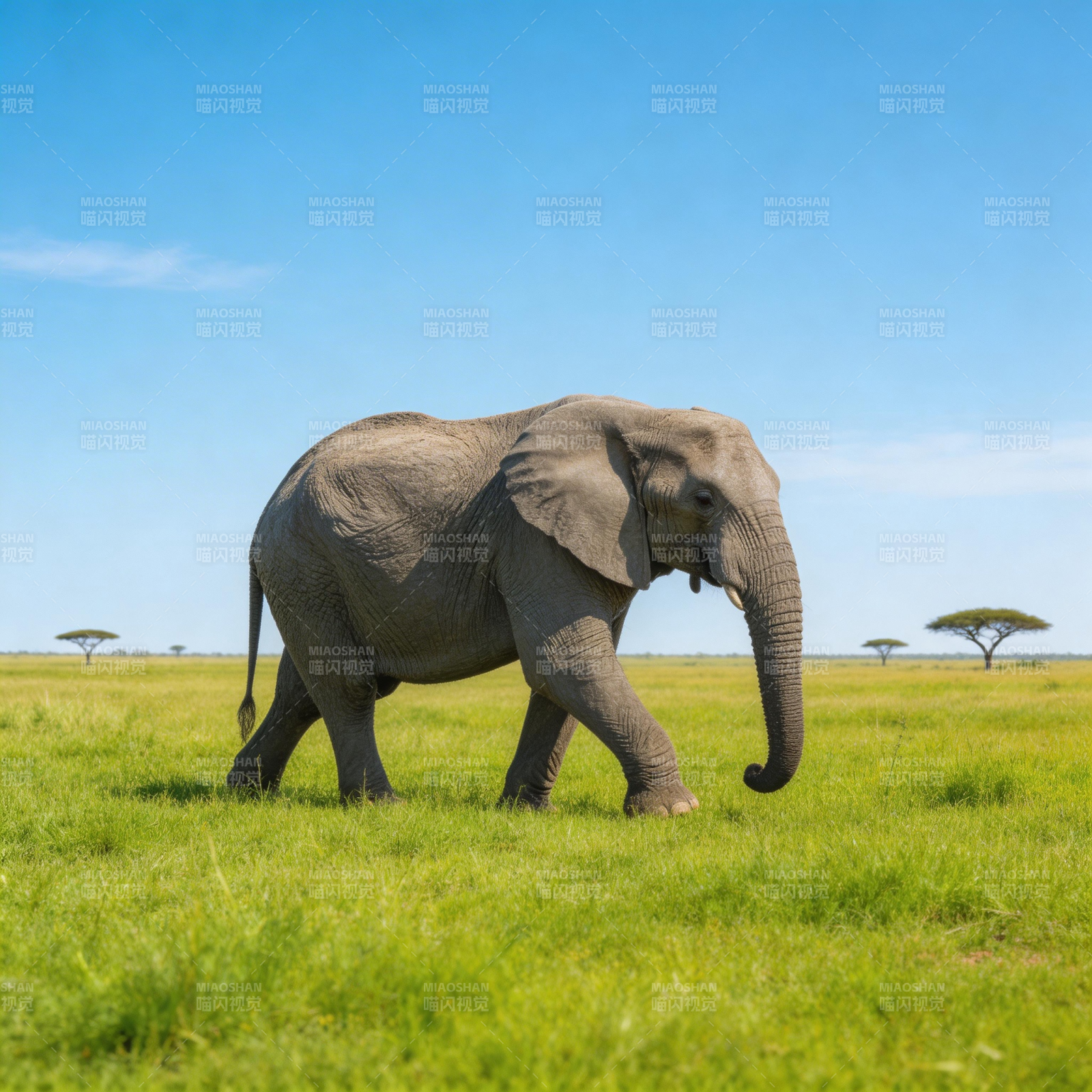 草原上的大象图片