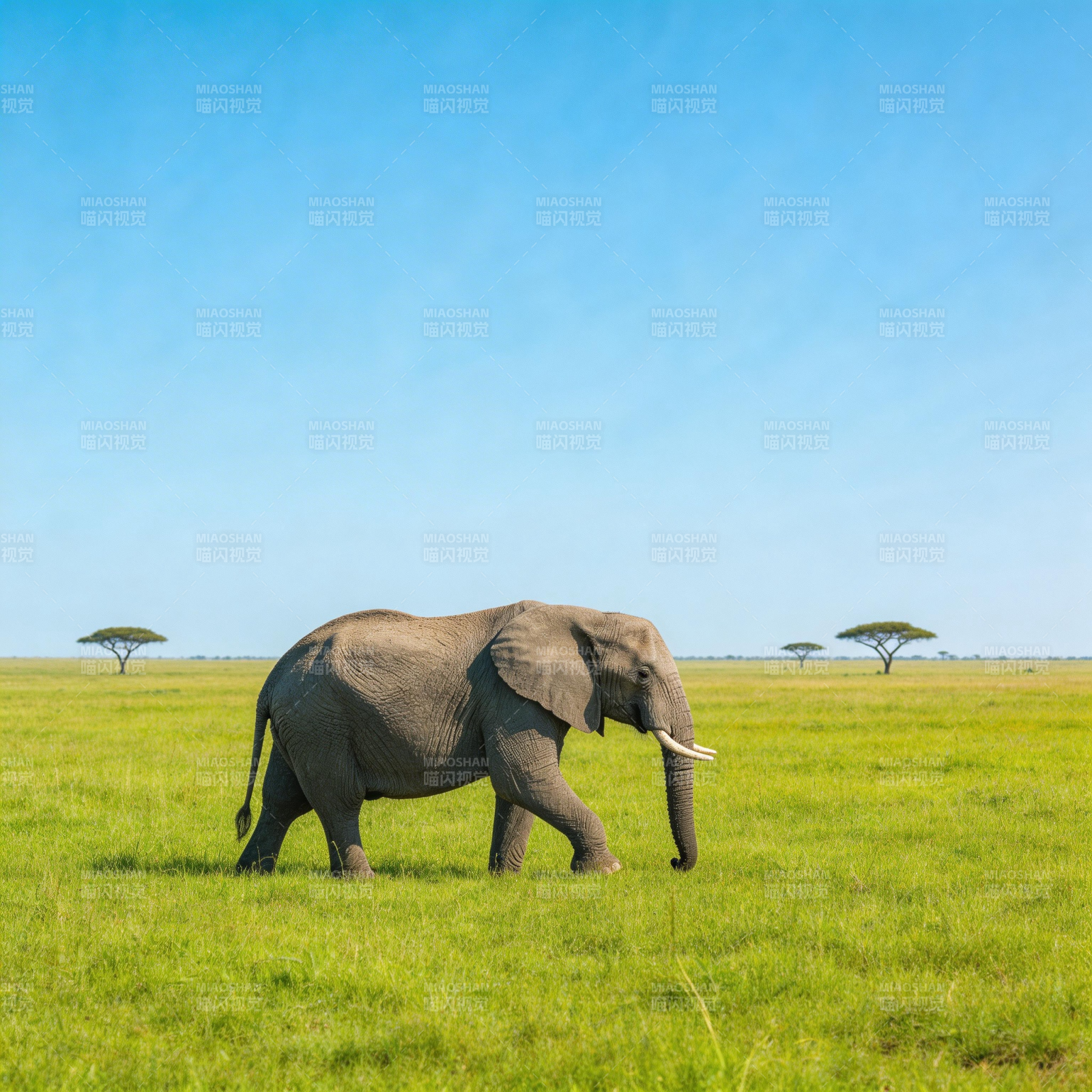 草原上的大象图片