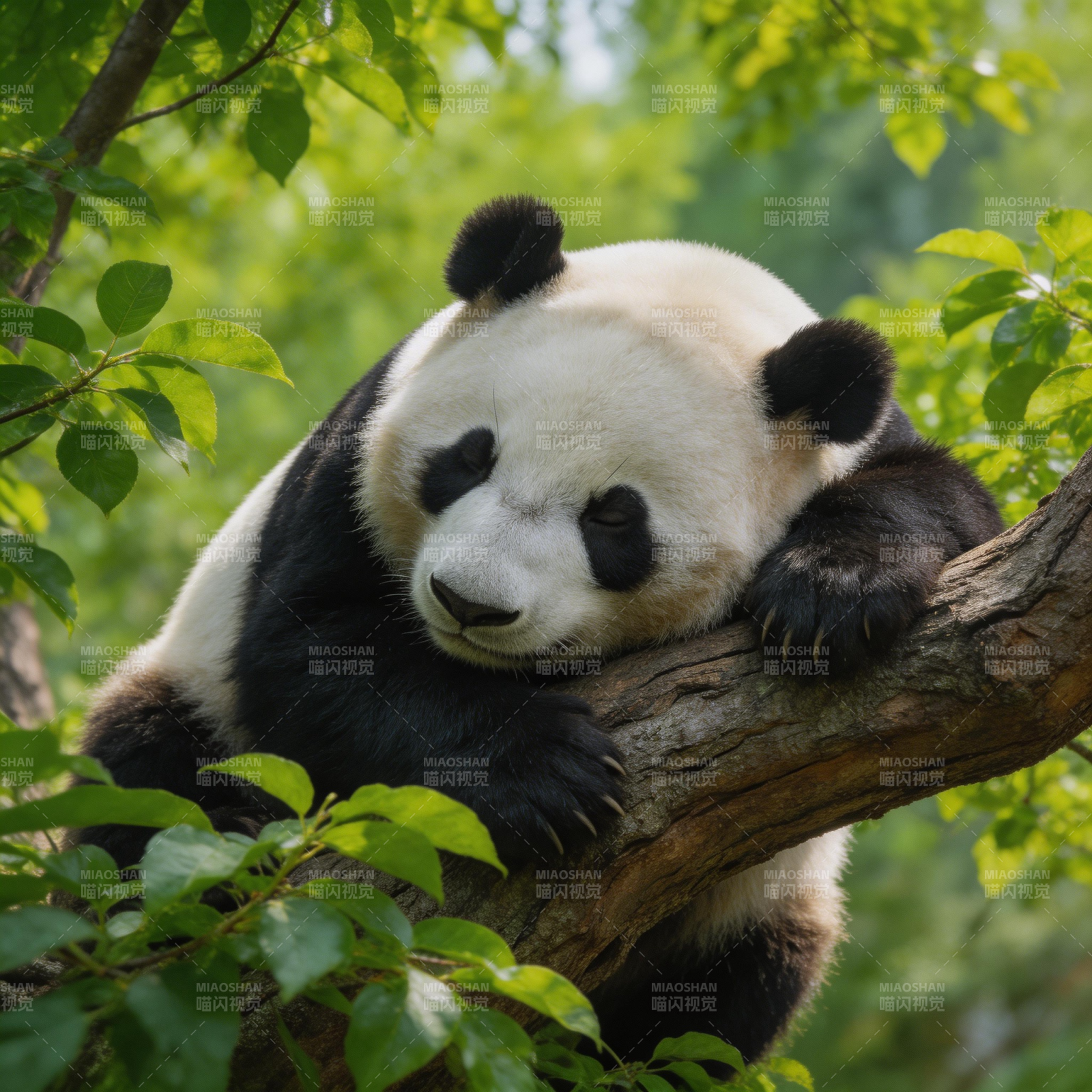 熊猫树上休憩图片