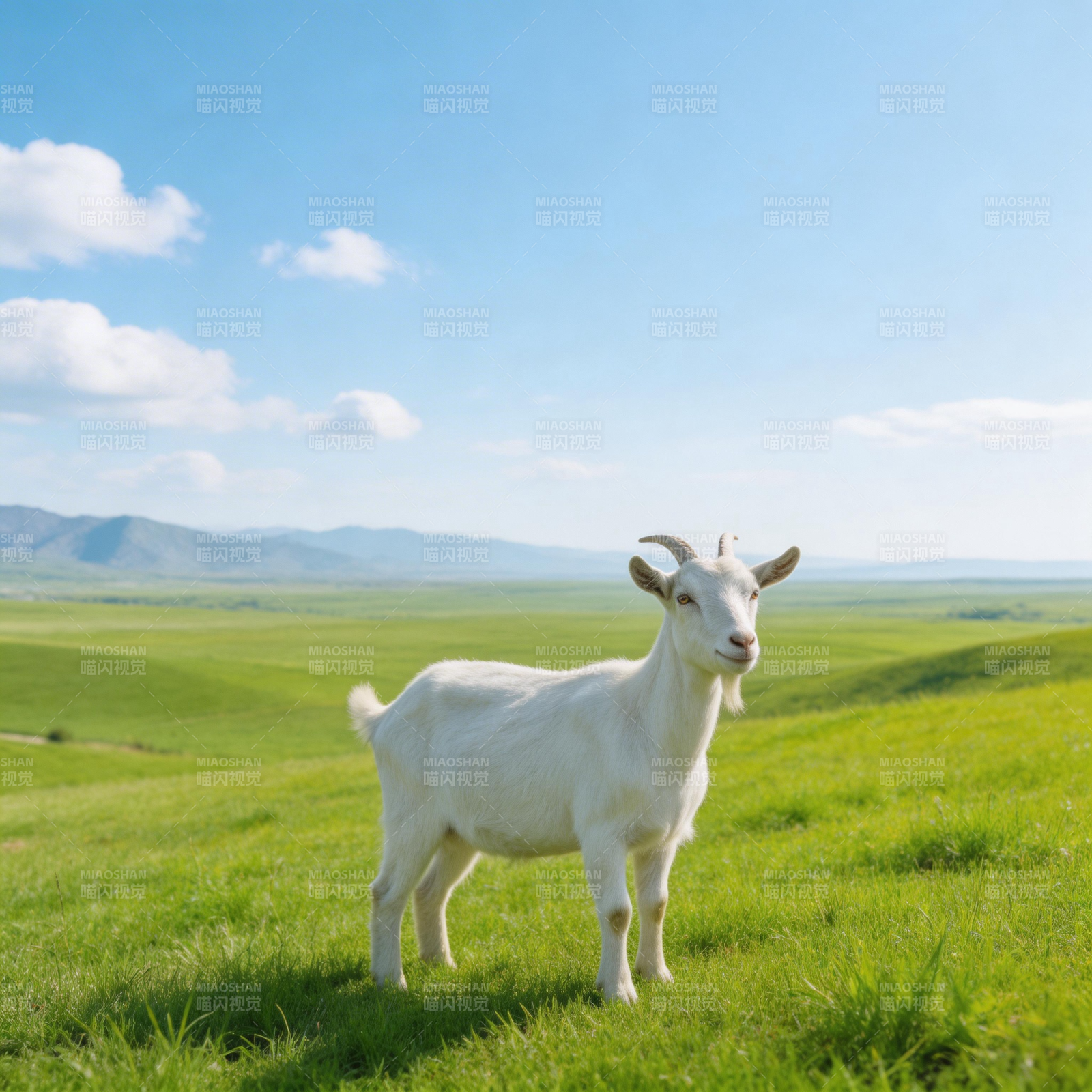 草原上的白山羊图片