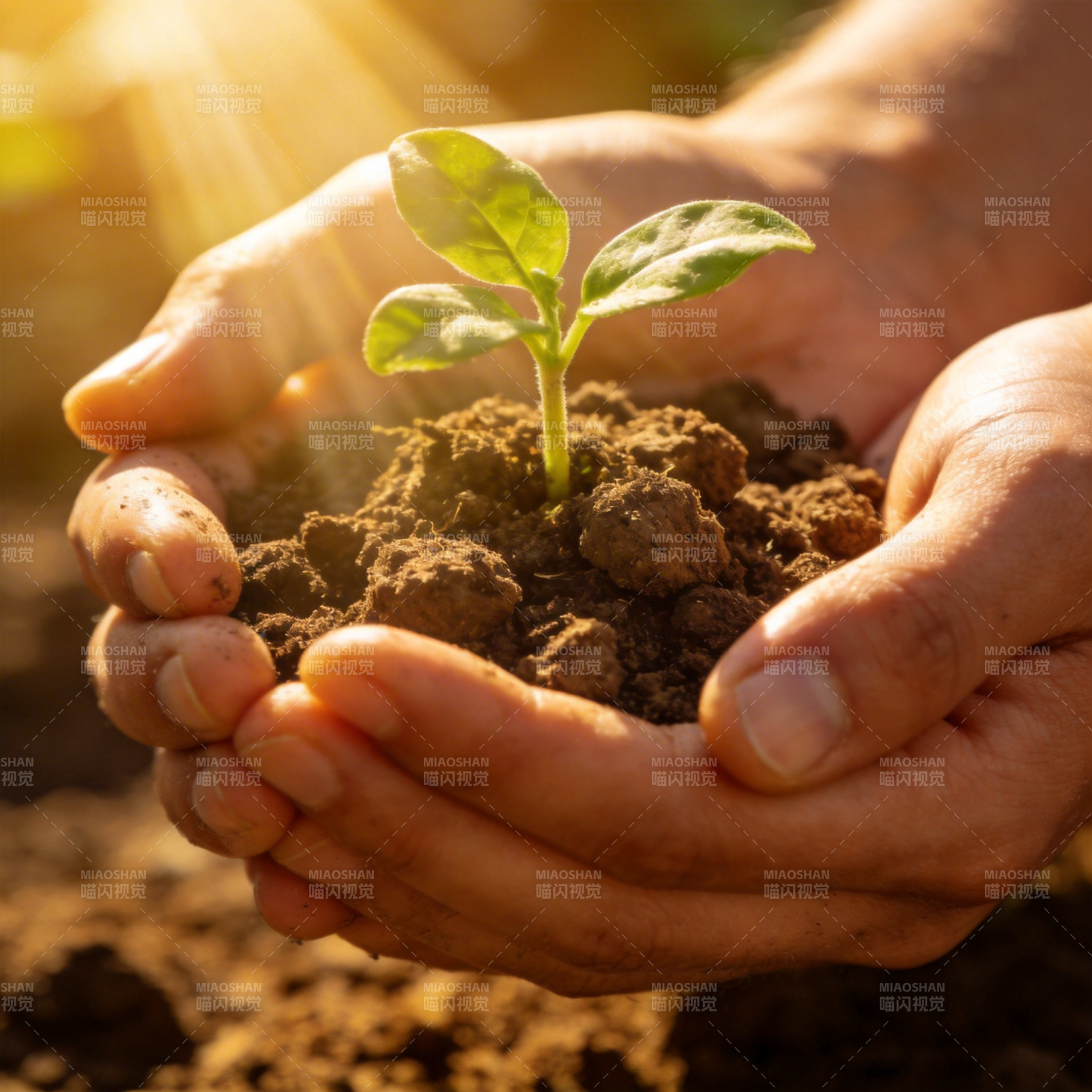 双手捧着幼苗图片