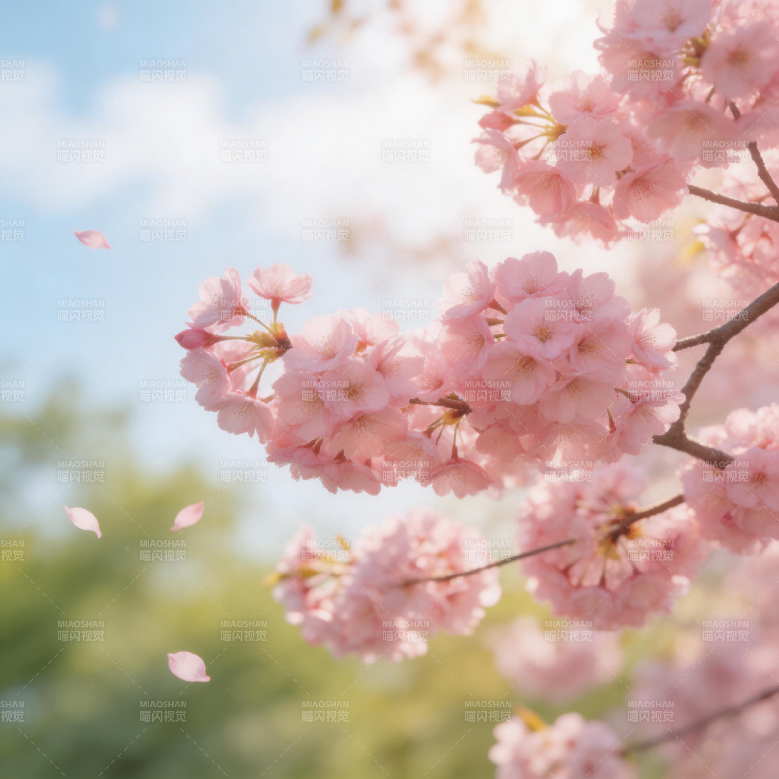 樱花纷飞春意浓图片
