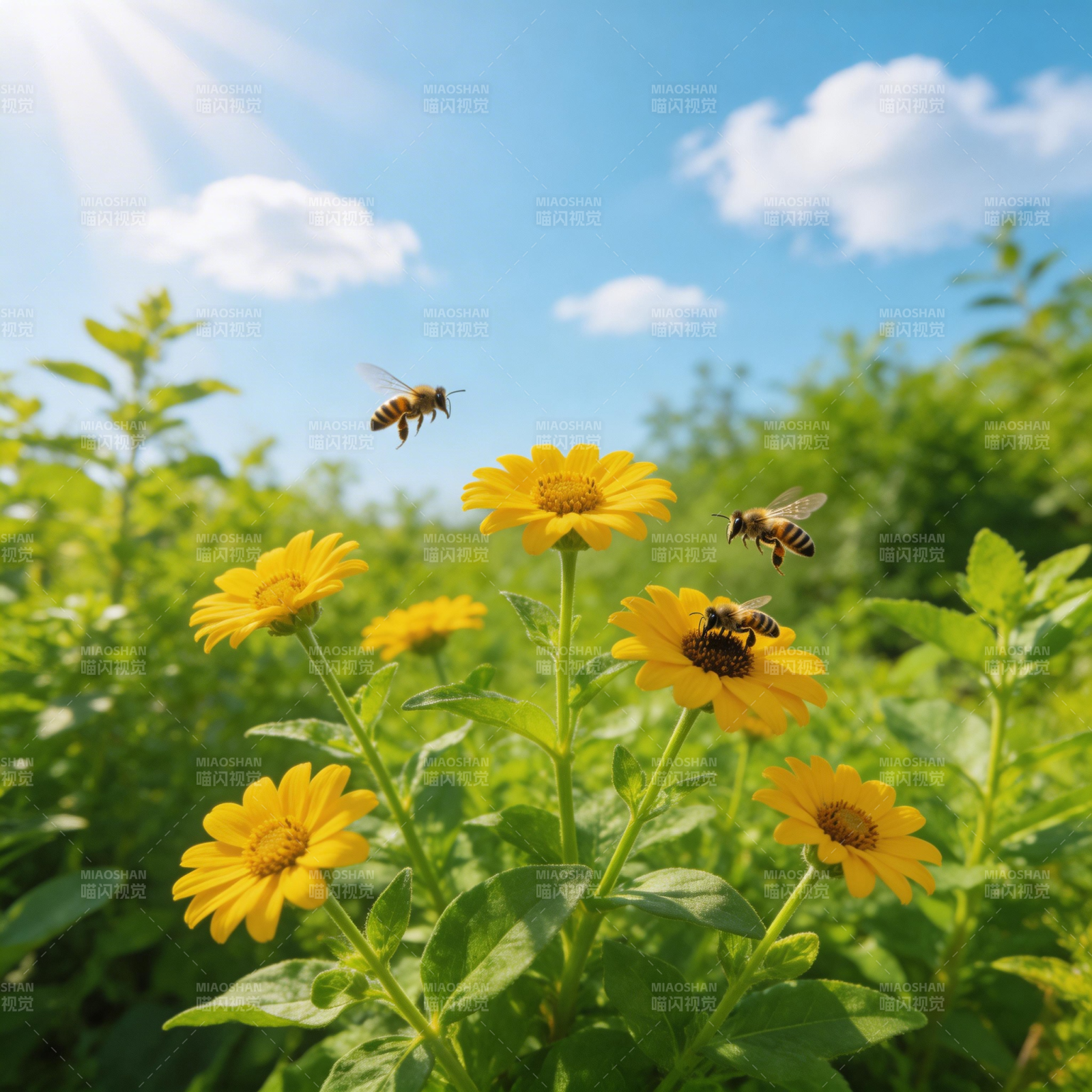 蜜蜂采蜜花丛中图片