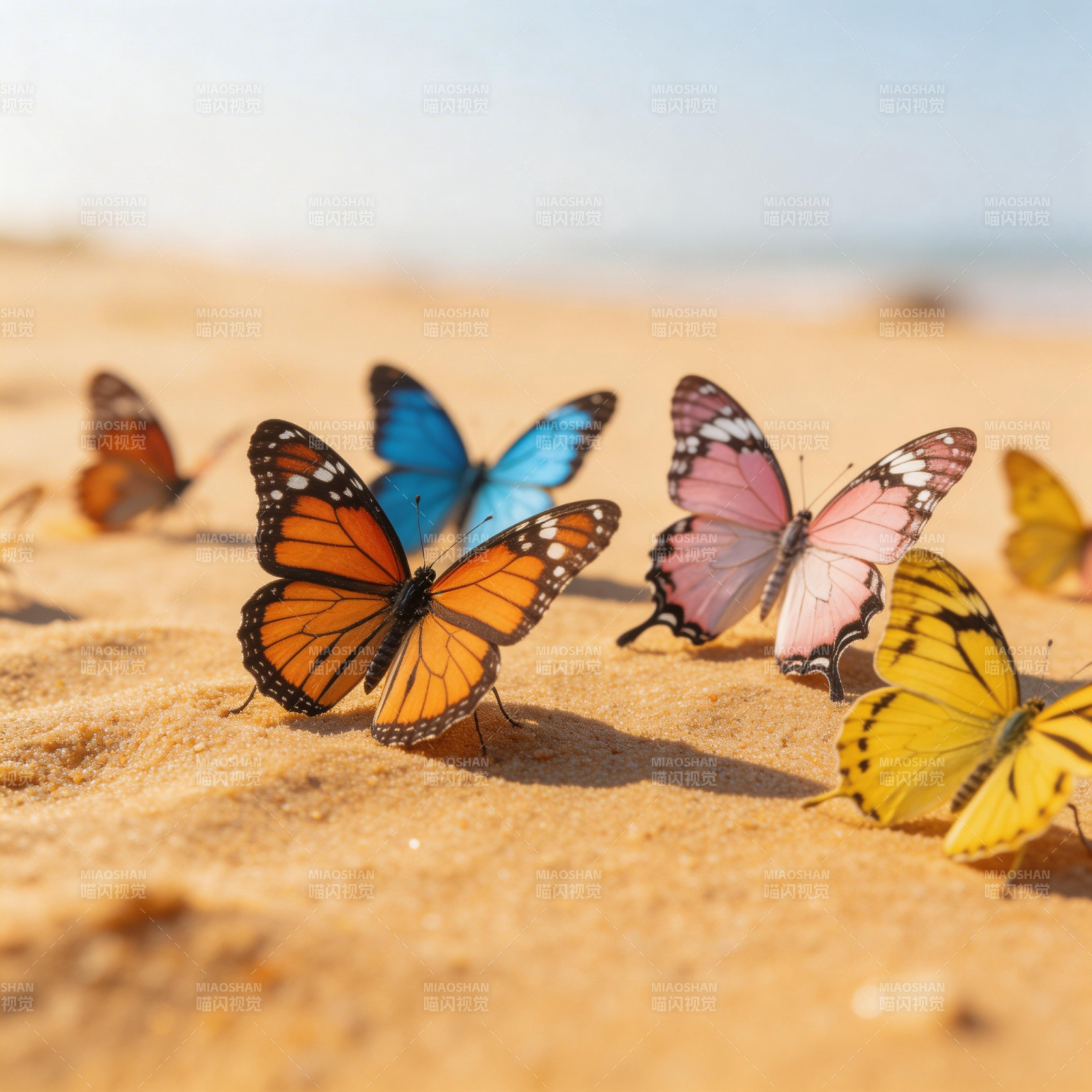 彩蝶沙滩舞图片