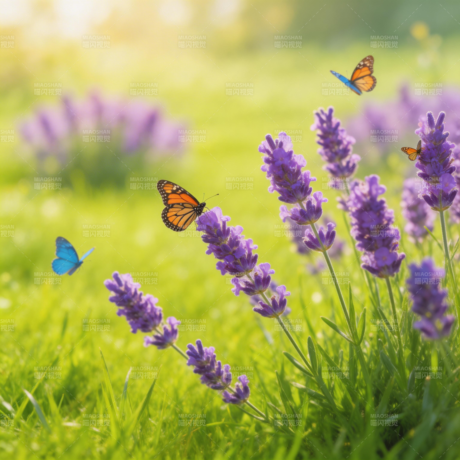 蝶舞薰衣草丛图片