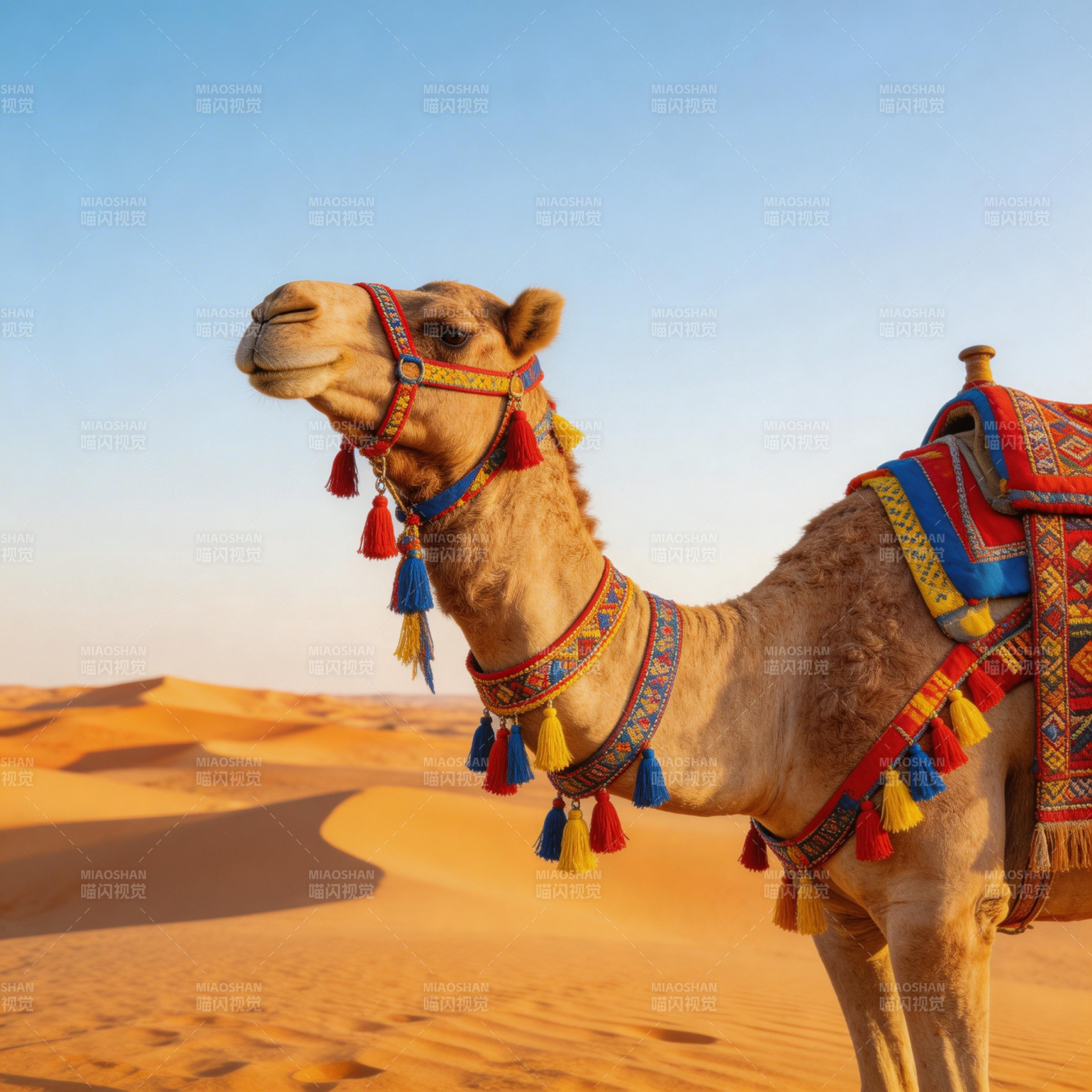 沙漠骆驼行图片