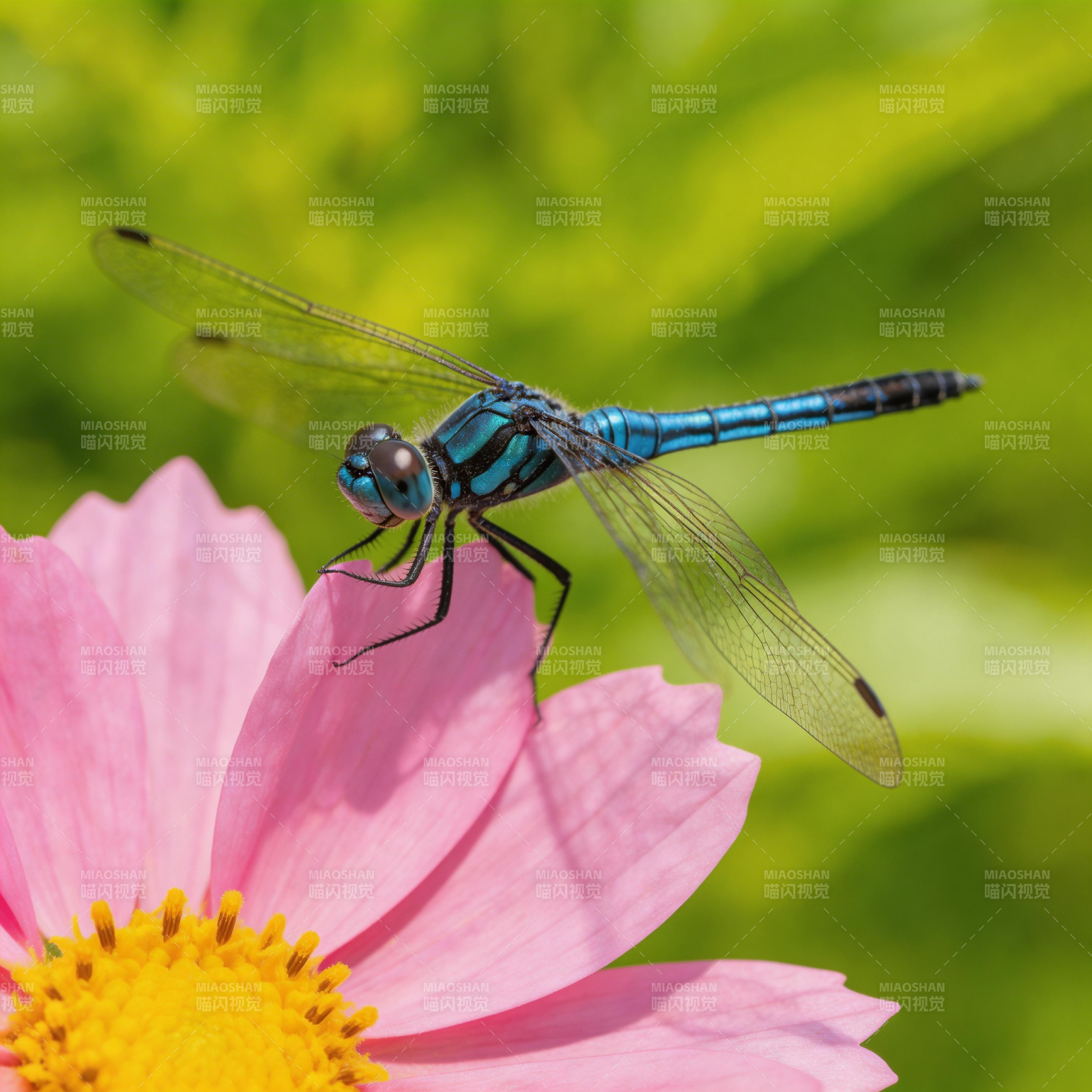蓝蜻蜓栖粉花图片