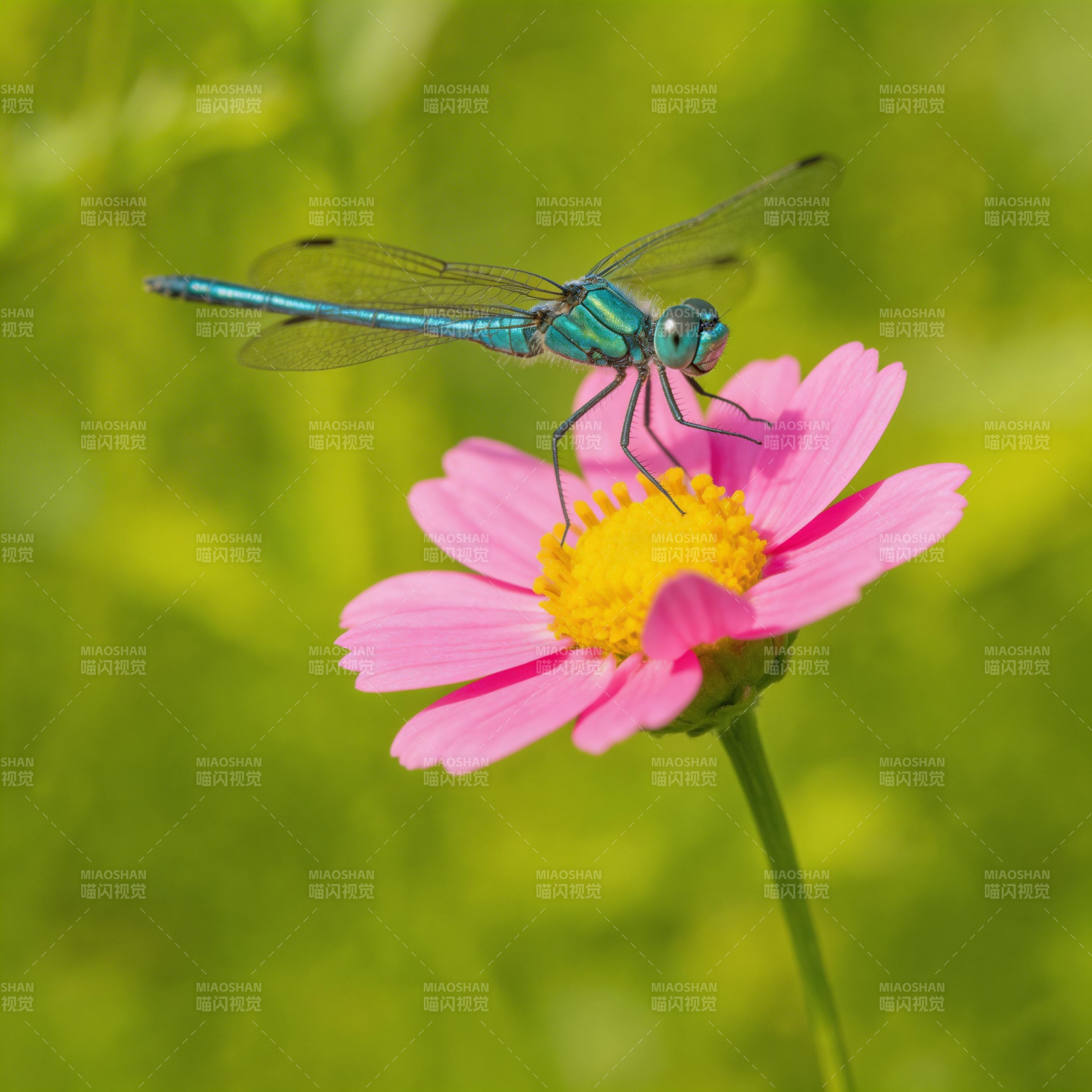 蓝蜻蜓栖粉花图片