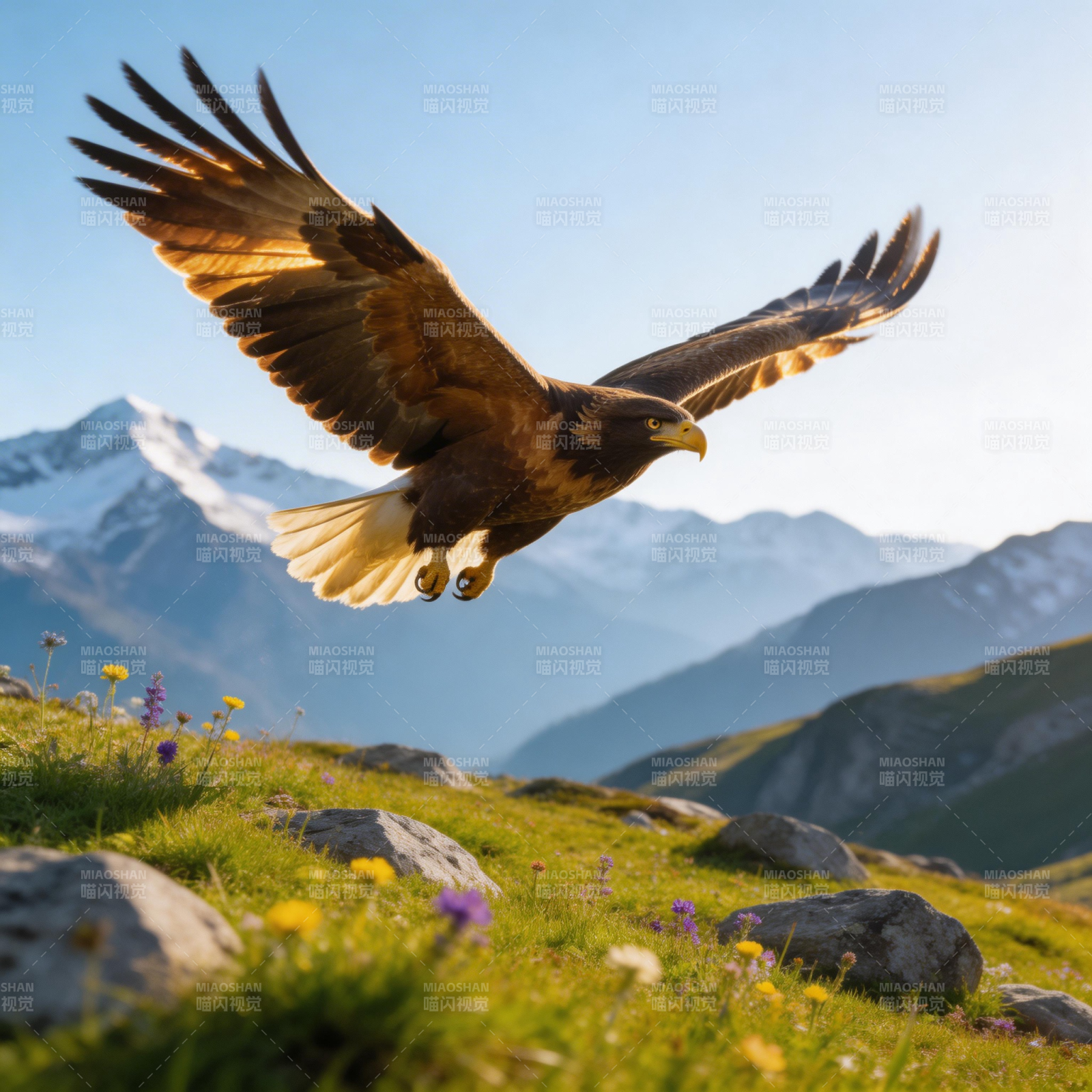 雄鹰翱翔山间图片
