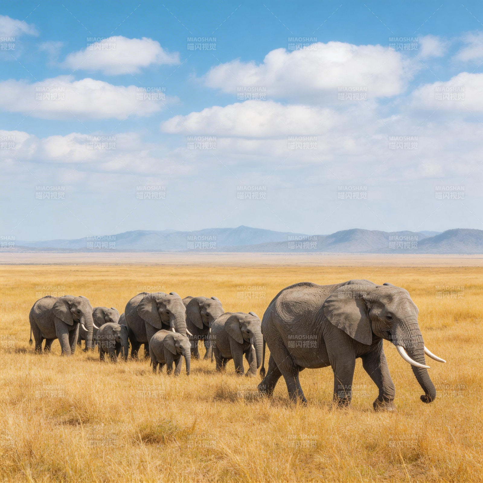 象群草原行图片