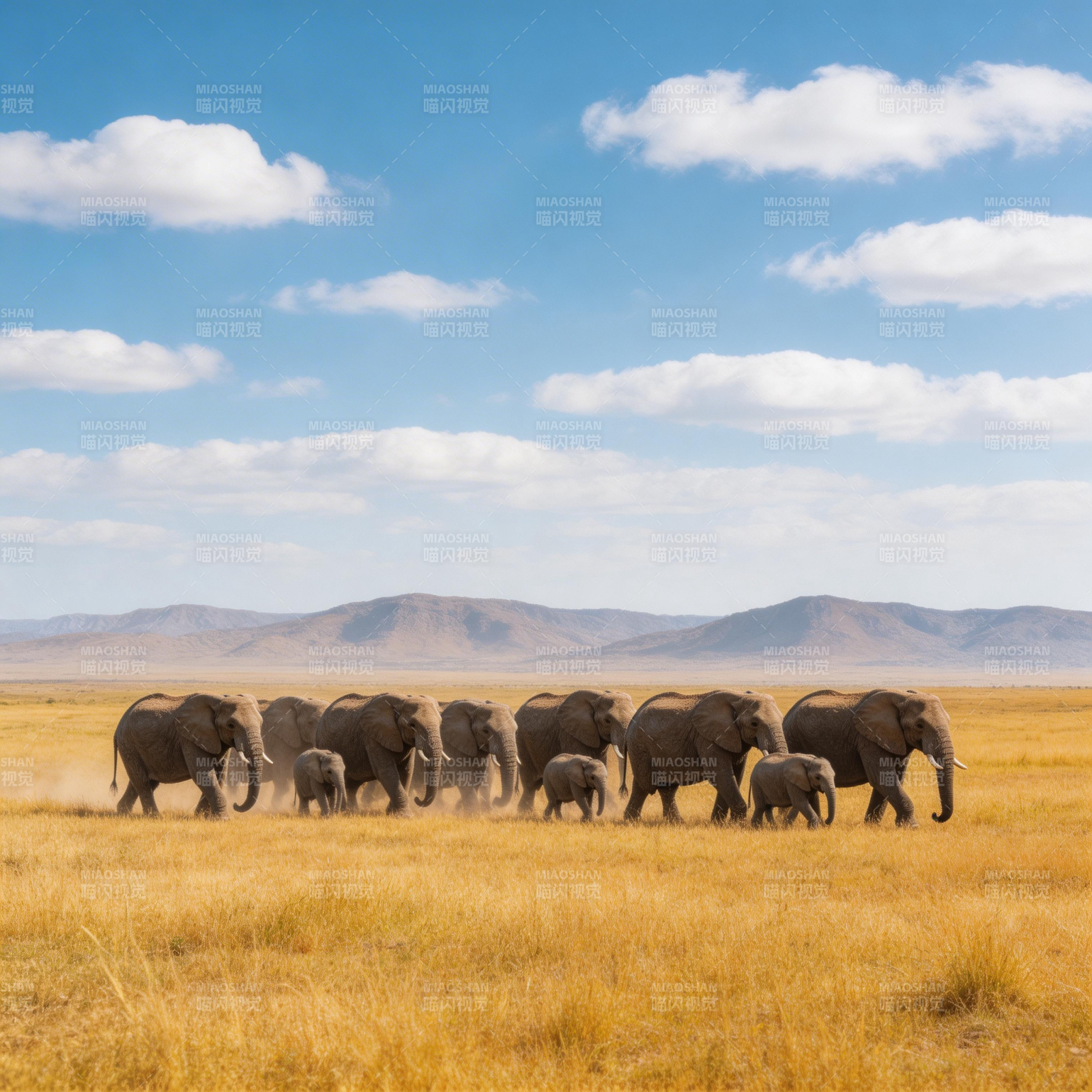 象群行走在草原上图片