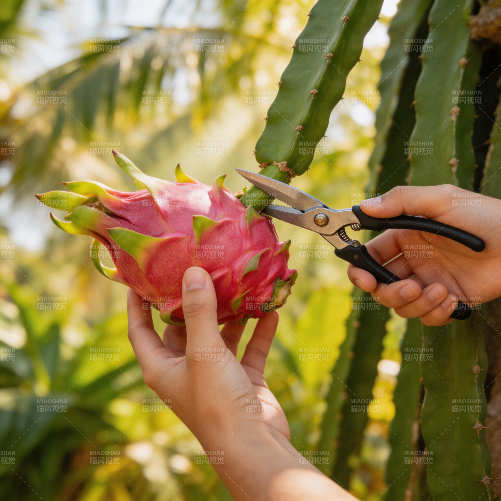 采摘火龙果图片