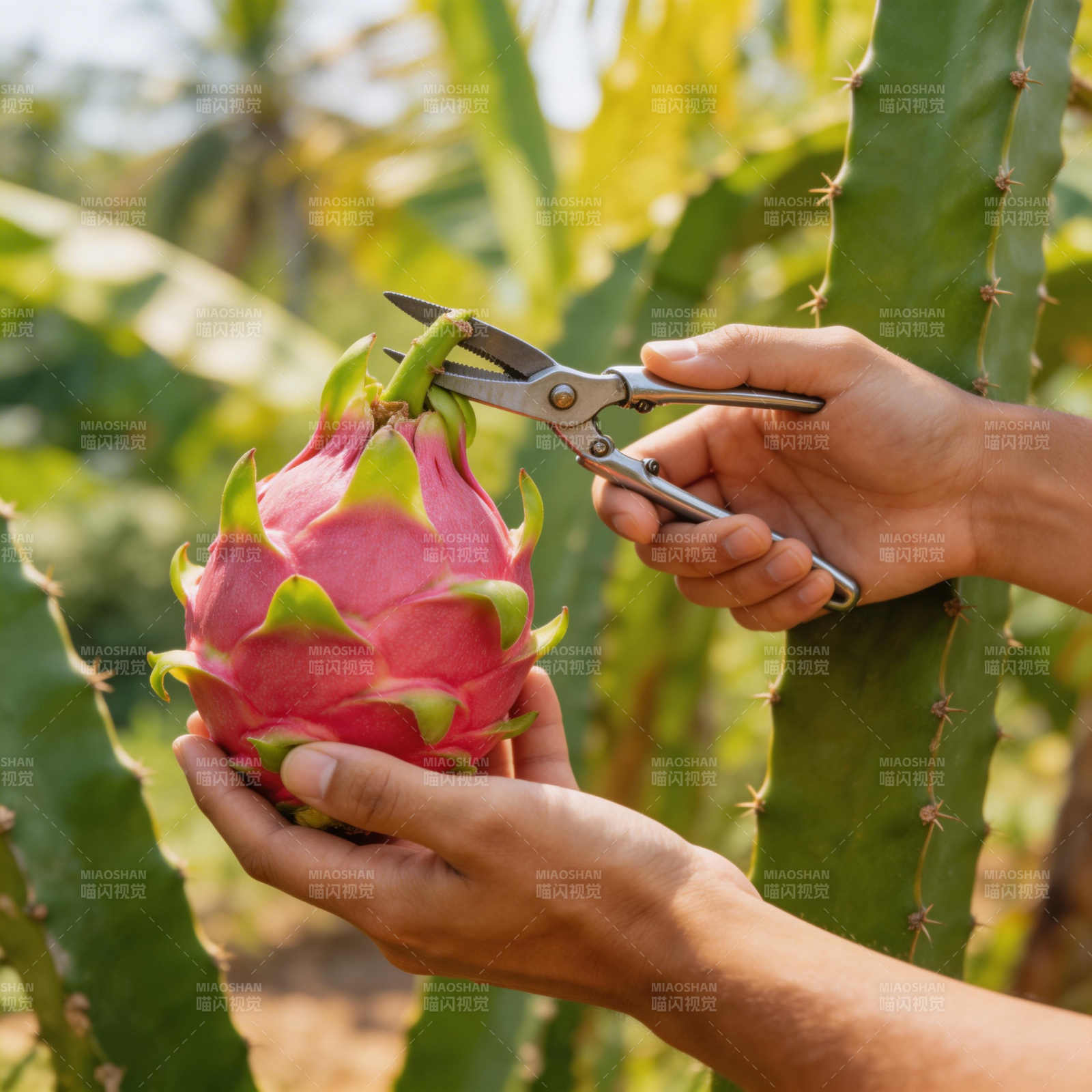 采摘火龙果图片