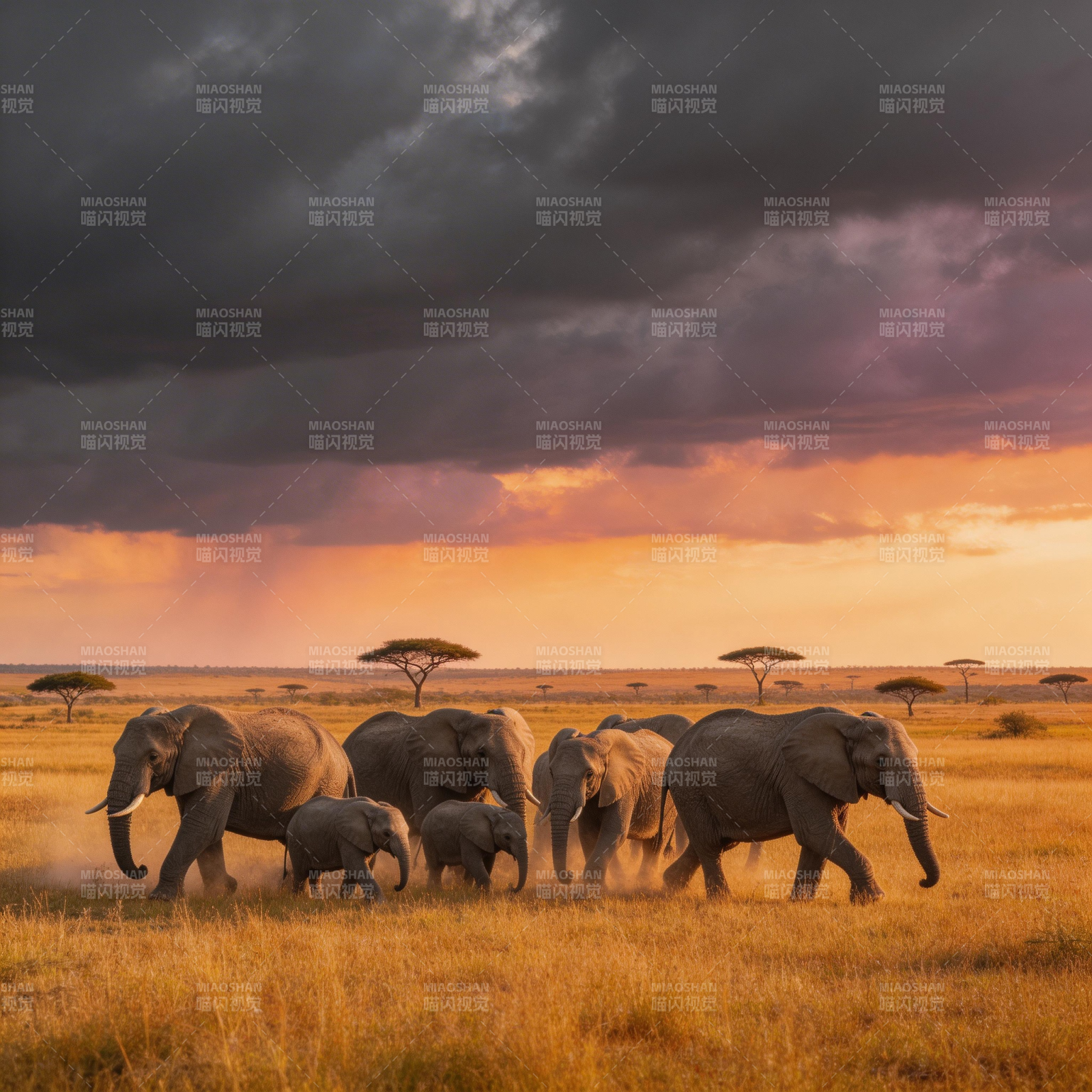 草原象群行图片