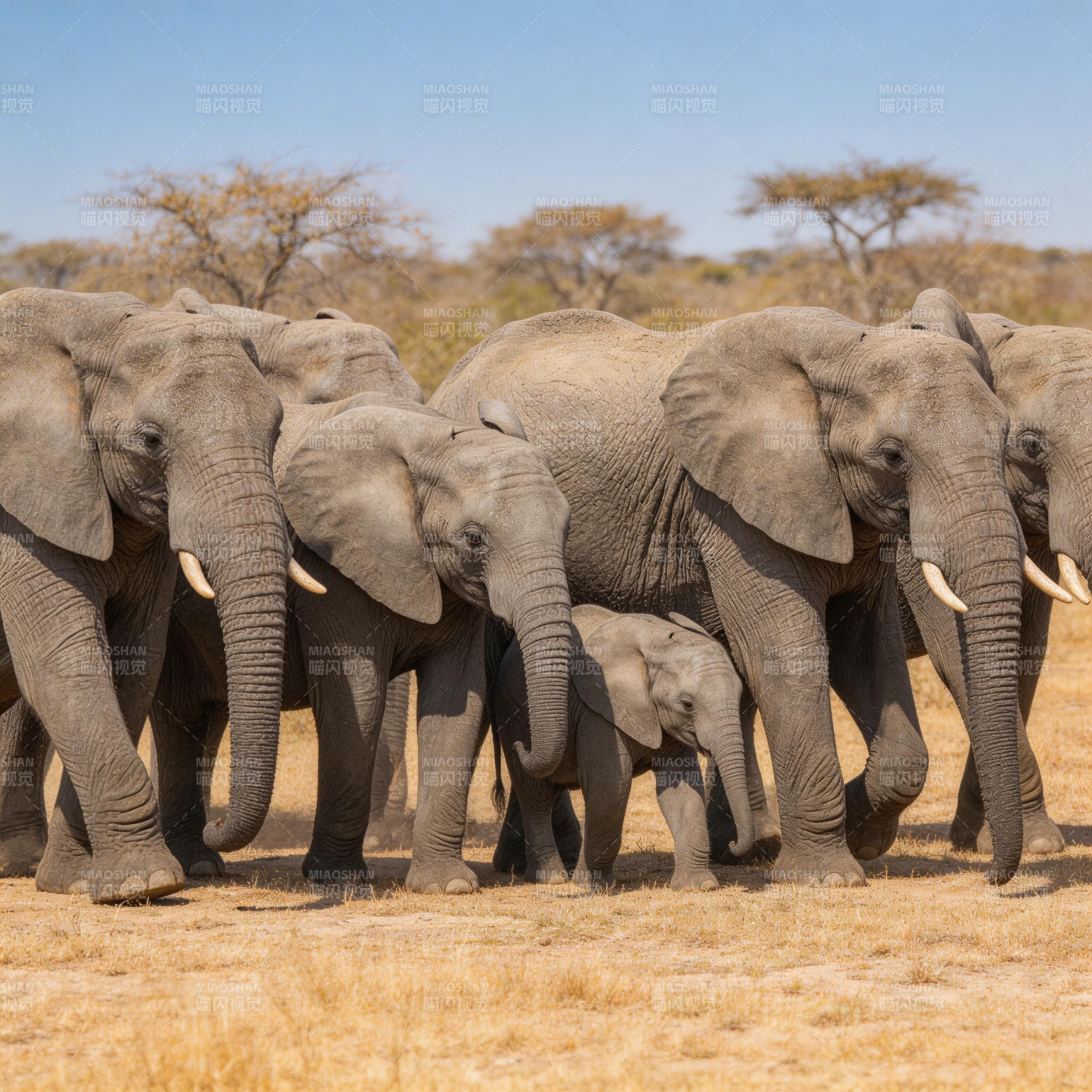 象群行进草原图片