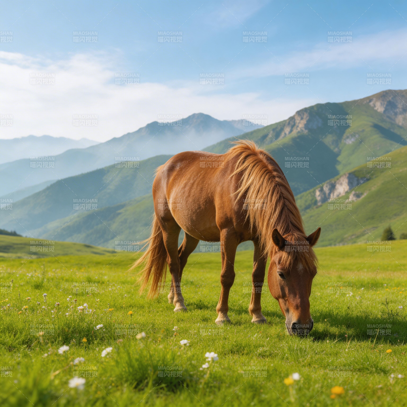 骏马草原觅食图片
