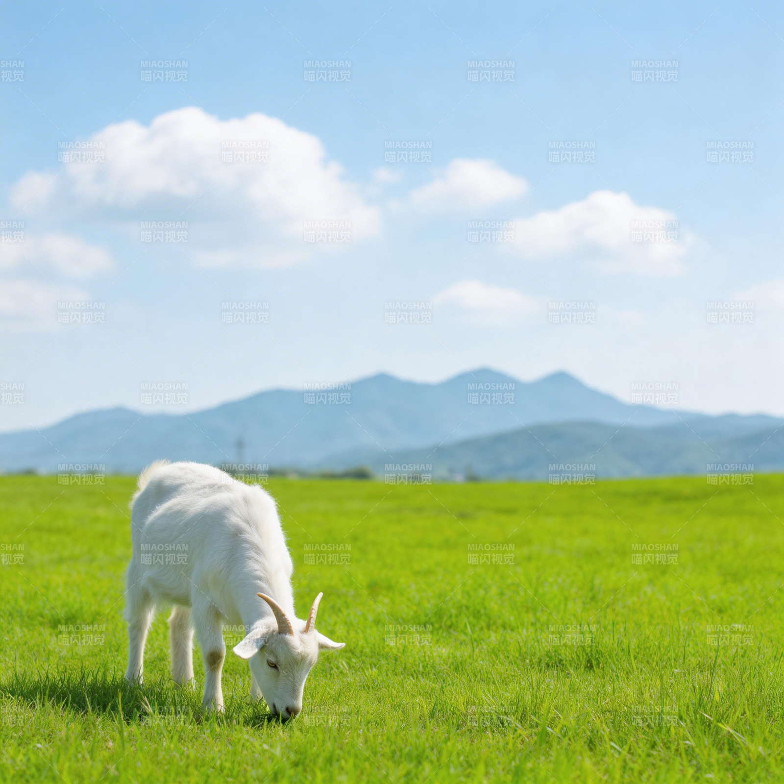 白羊绿野觅食图片