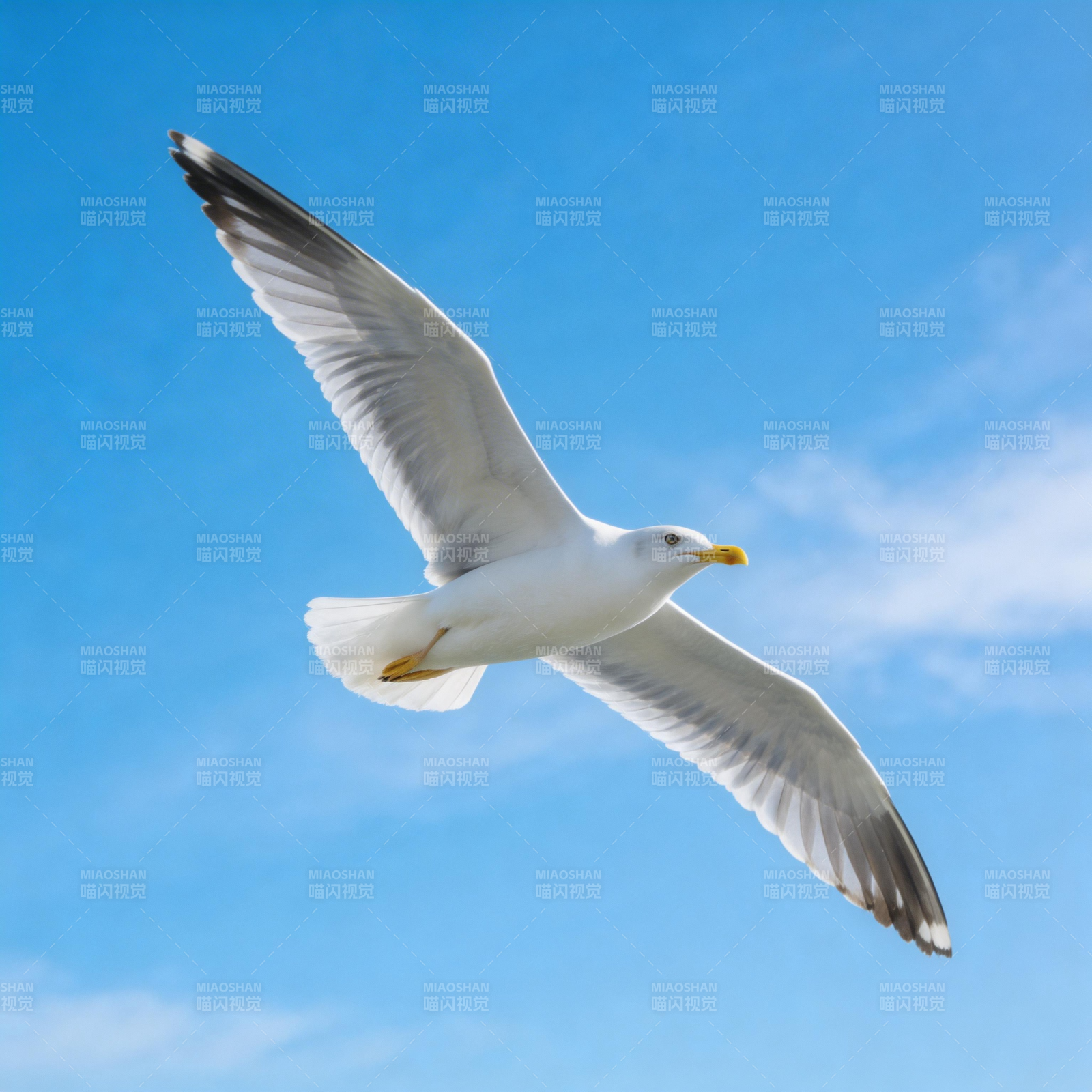 海鸥翱翔蓝天图片