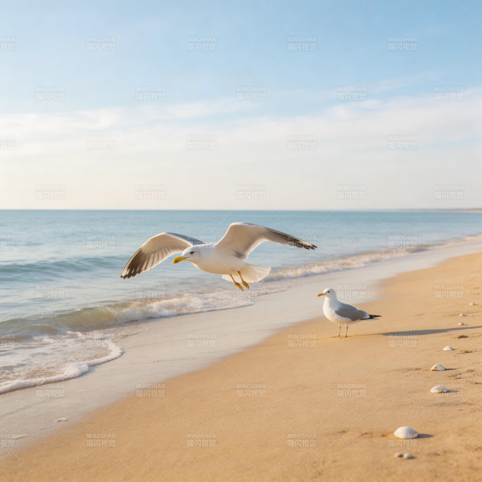 海鸥沙滩飞翔图片